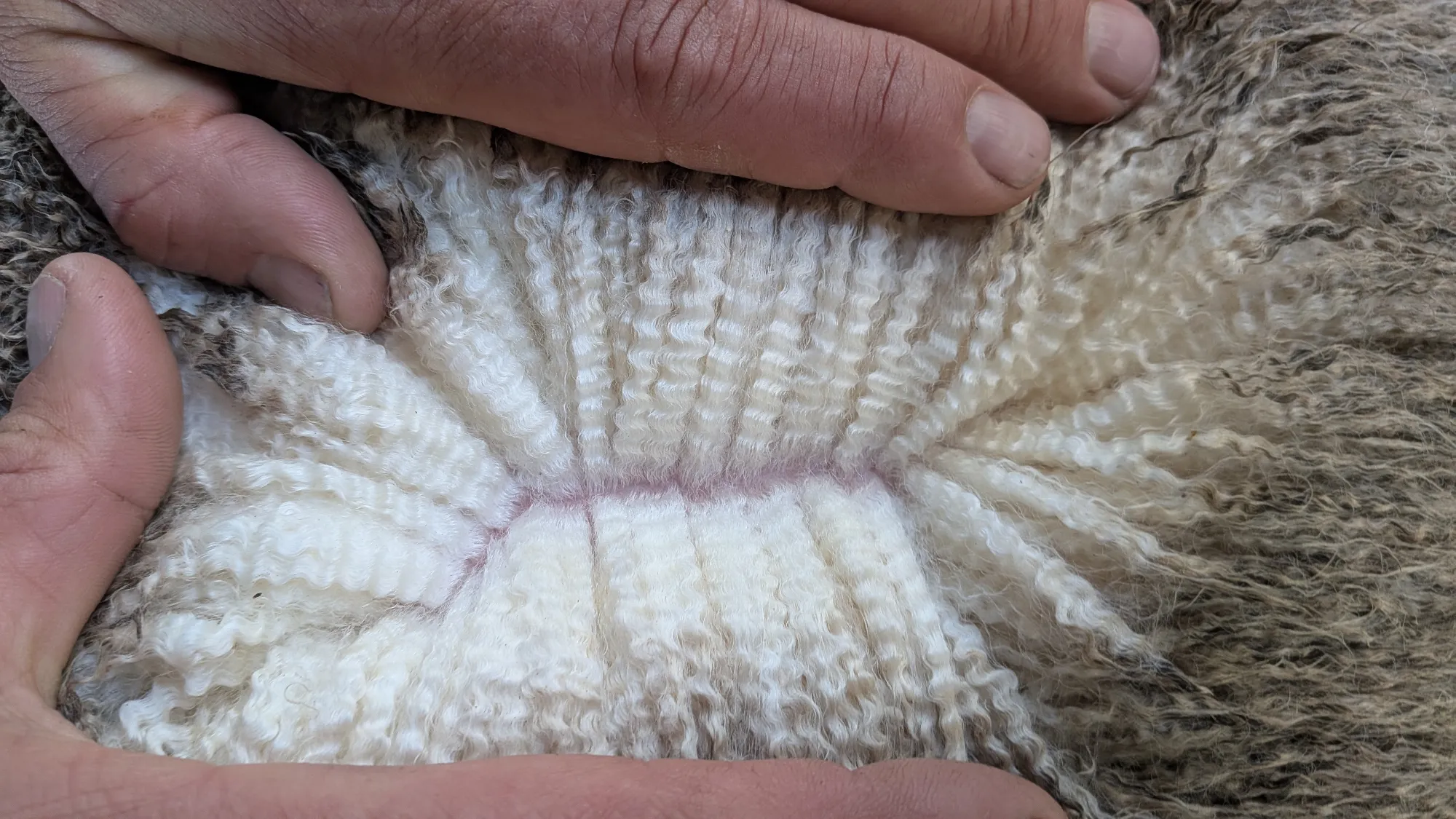 Mumblebone Lot 157, 2026 Ram Sale Merino ram