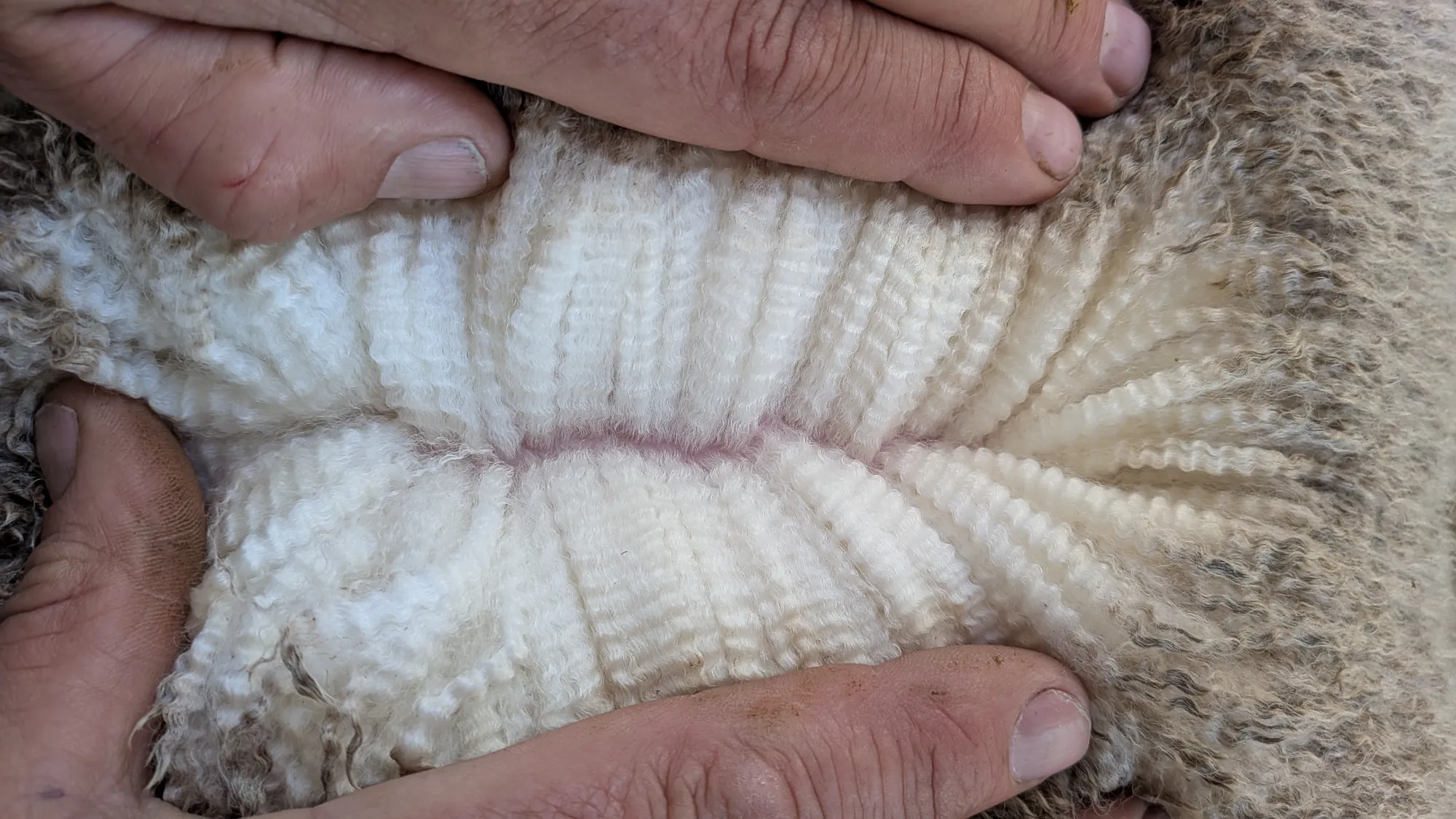 Mumblebone Lot 240, 2026 Ram Sale Merino ram