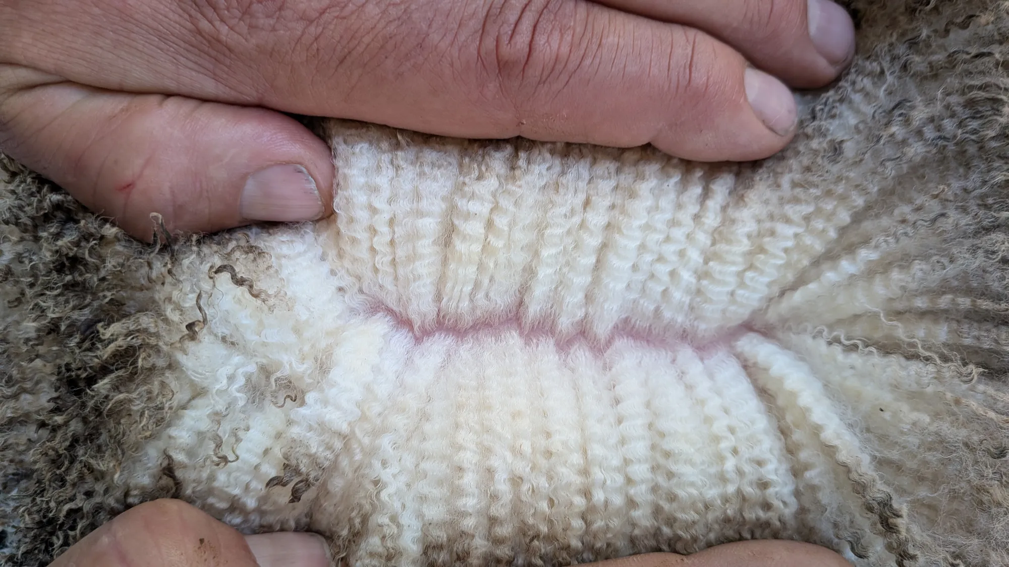 Mumblebone Lot 121, 2026 Ram Sale Merino ram
