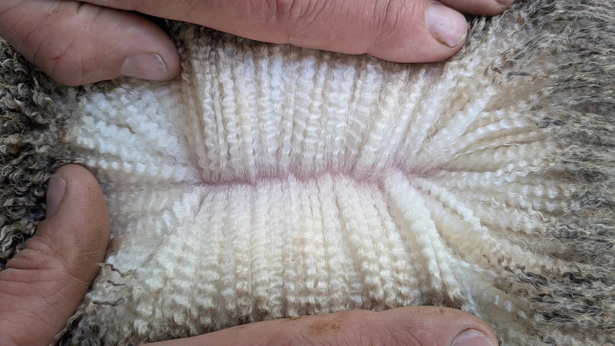Mumblebone Lot 290, 2026 Ram Sale Merino ram