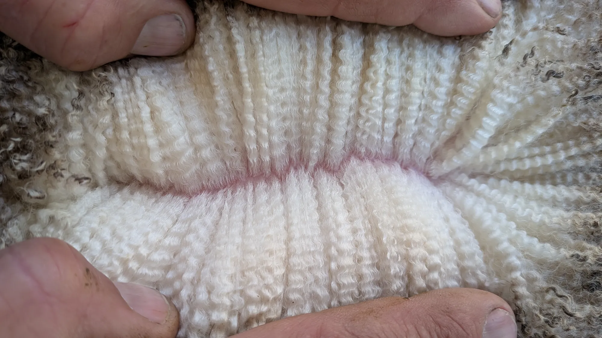 Mumblebone Lot 301, 2026 Ram Sale Merino ram