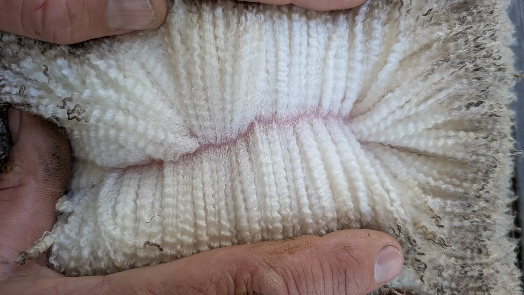 Mumblebone Lot 266, 2026 Ram Sale Merino ram