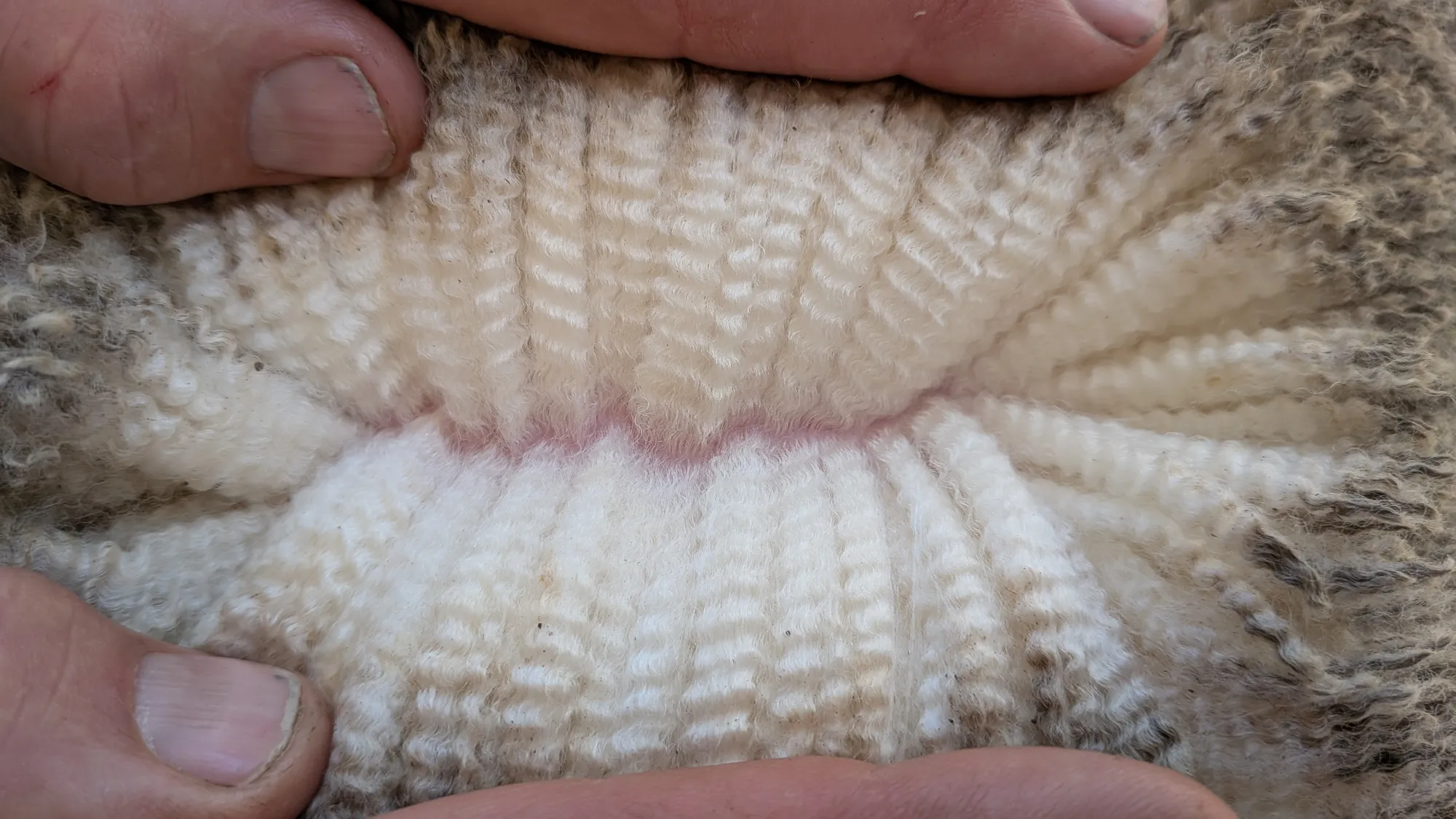 Mumblebone Lot 40, 2026 Ram Sale Merino ram