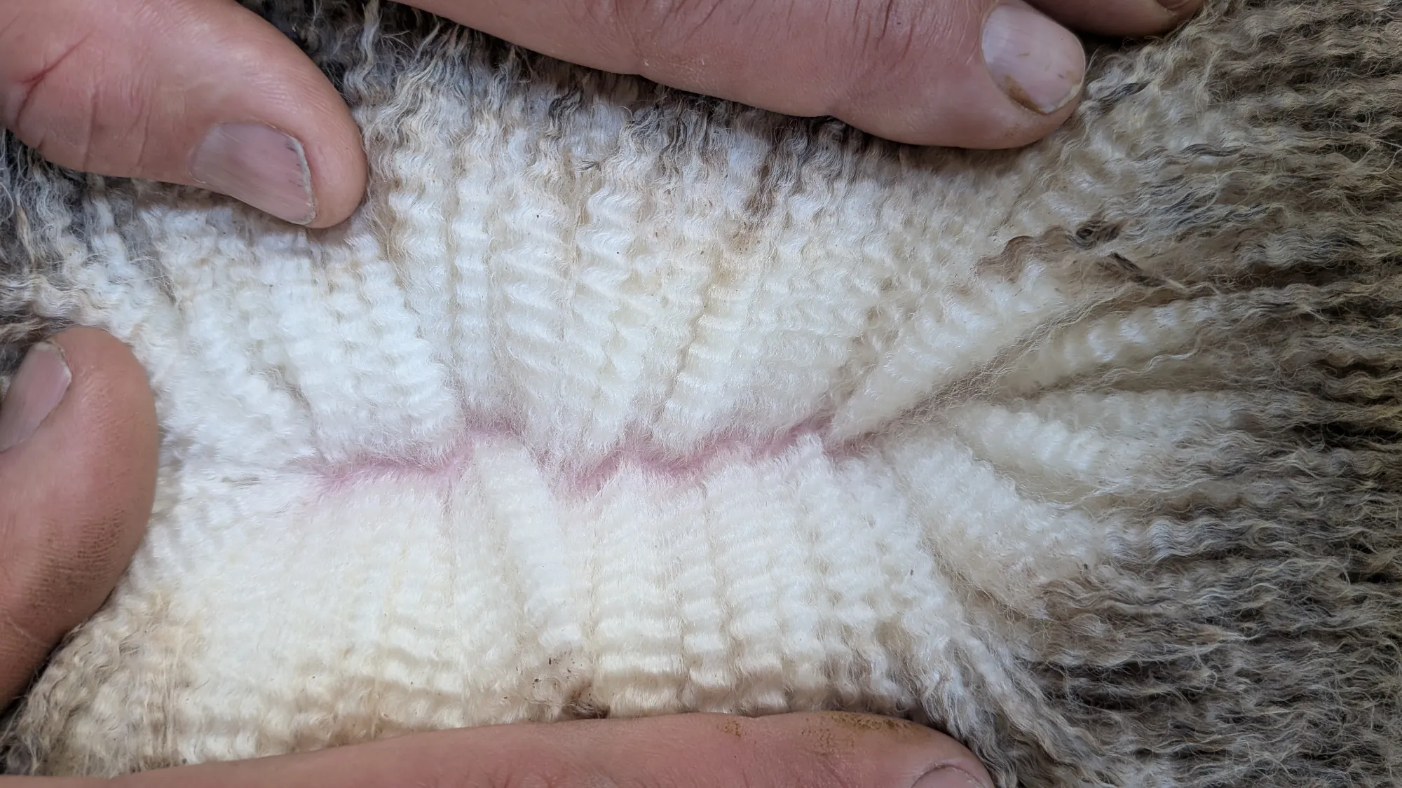 Mumblebone Lot 139, 2026 Ram Sale Merino ram