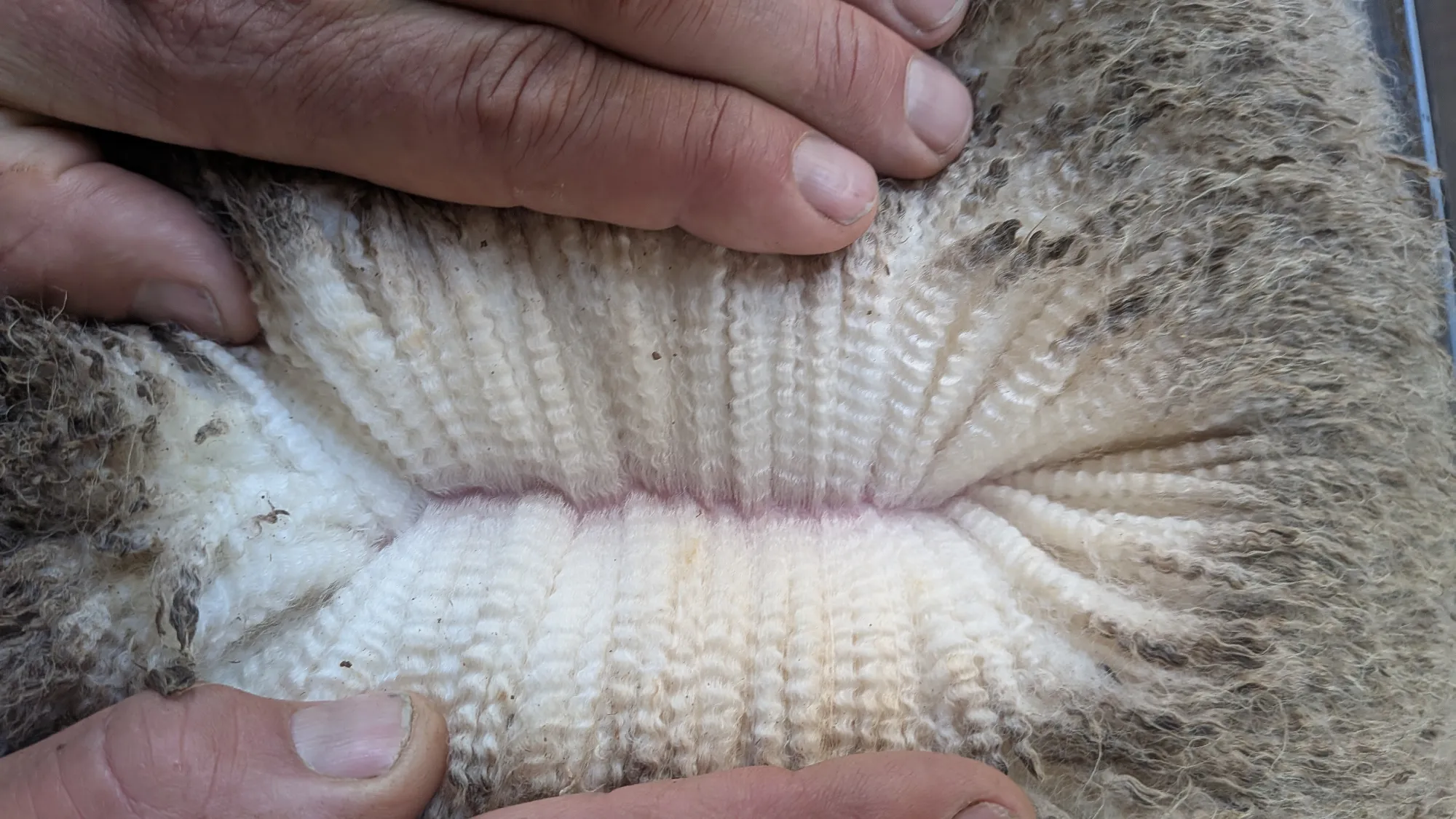Mumblebone Lot 135, 2026 Ram Sale Merino ram