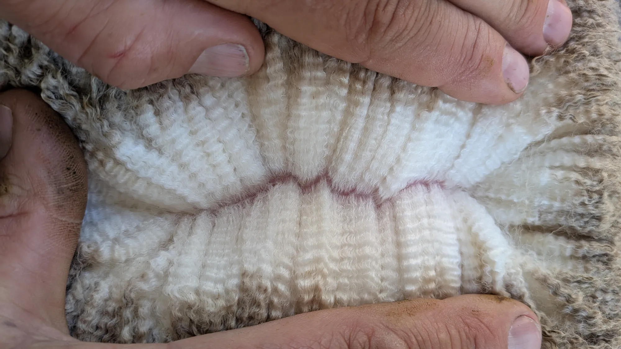 Mumblebone Lot 243, 2026 Ram Sale Merino ram