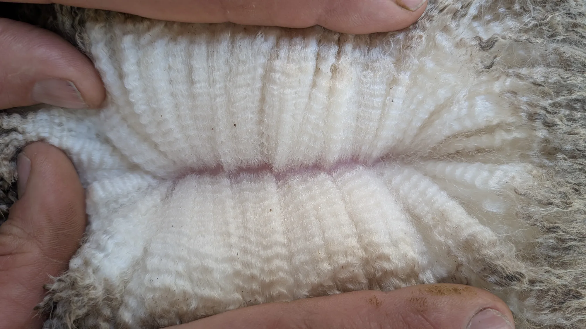 Mumblebone Lot 156, 2026 Ram Sale Merino ram