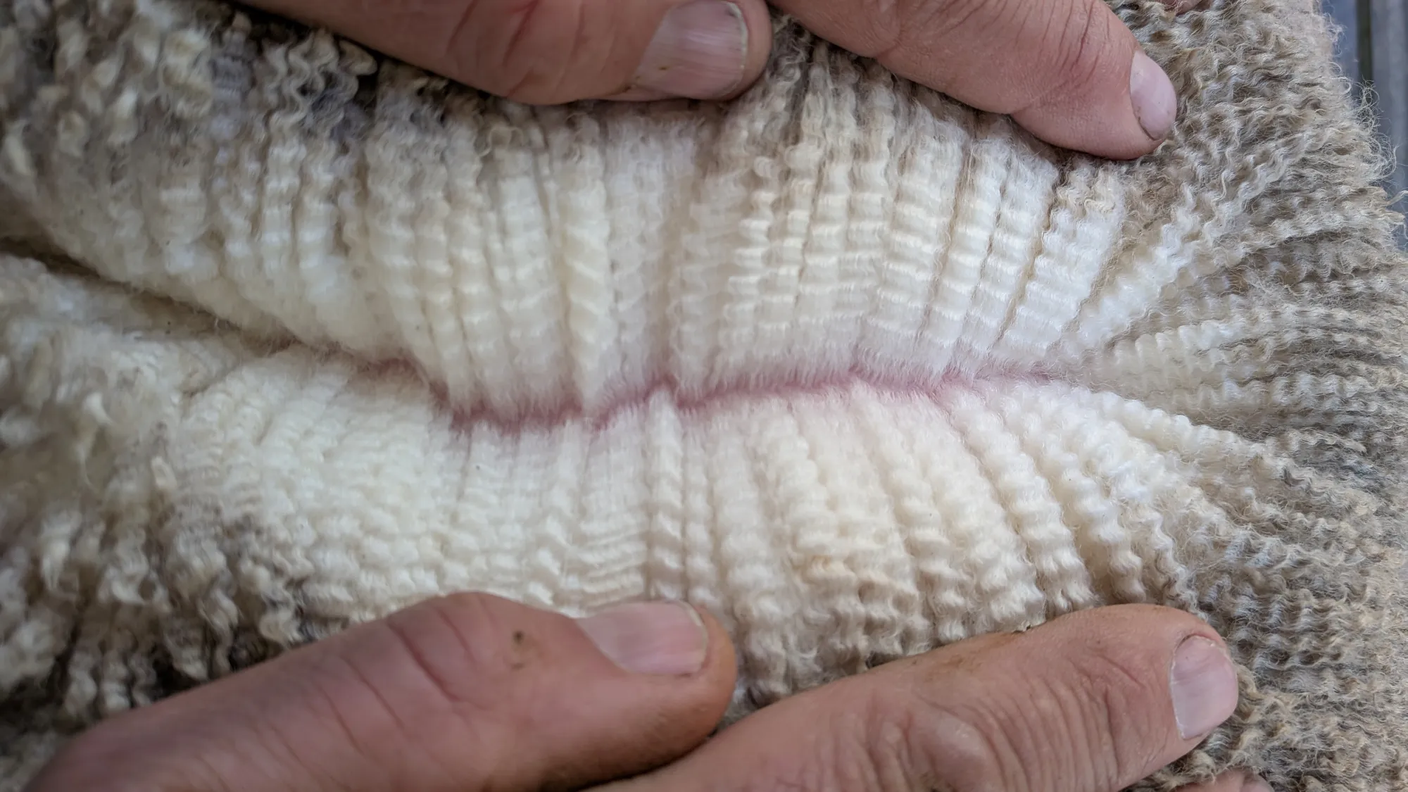 Mumblebone Lot 312, 2026 Ram Sale Merino ram