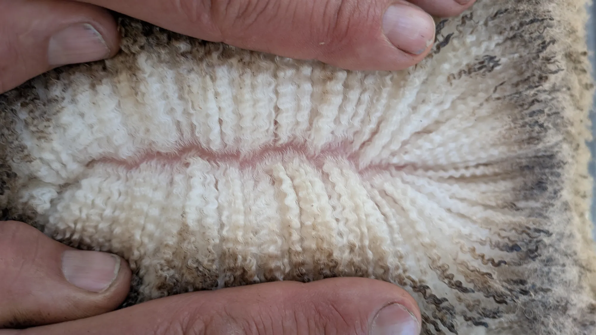 Mumblebone Lot 41, 2026 Ram Sale Merino ram