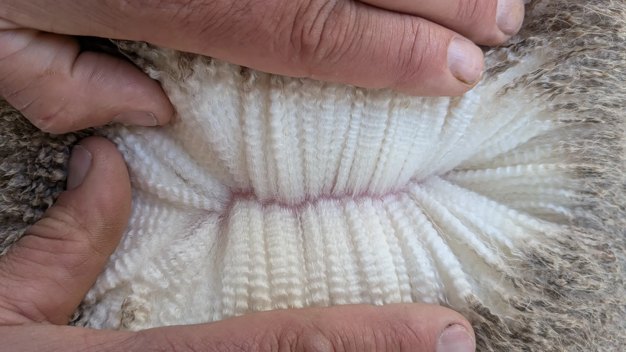 Mumblebone Lot 180, 2026 Ram Sale Merino ram