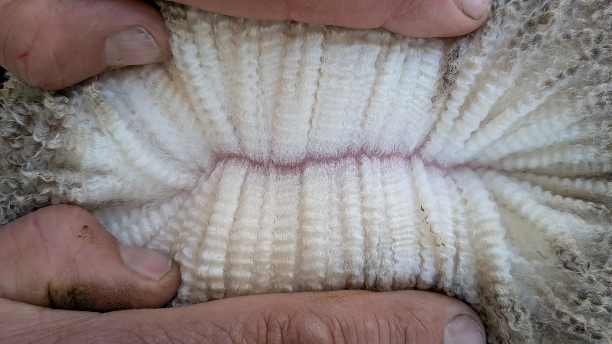 Mumblebone Lot 232, 2026 Ram Sale Merino ram