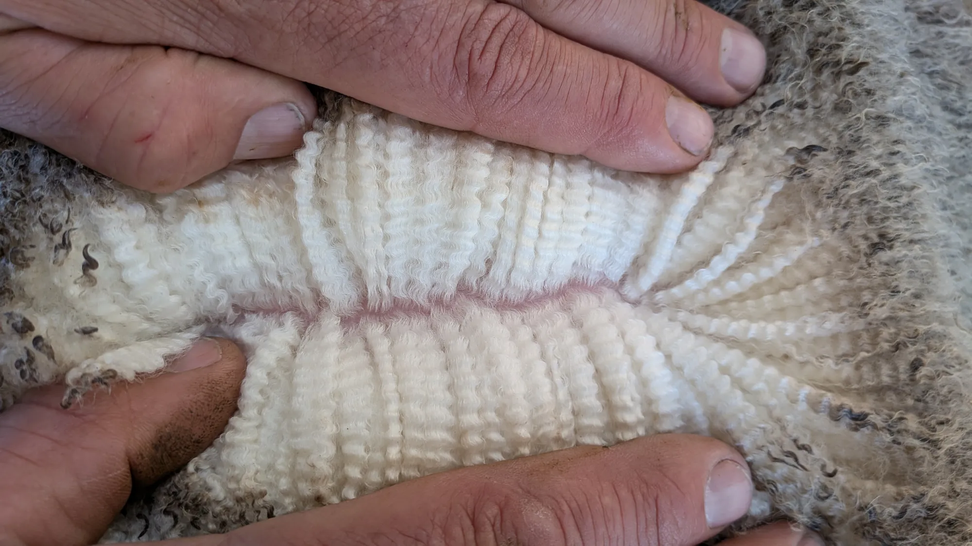 Mumblebone Lot 202, 2026 Ram Sale Merino ram
