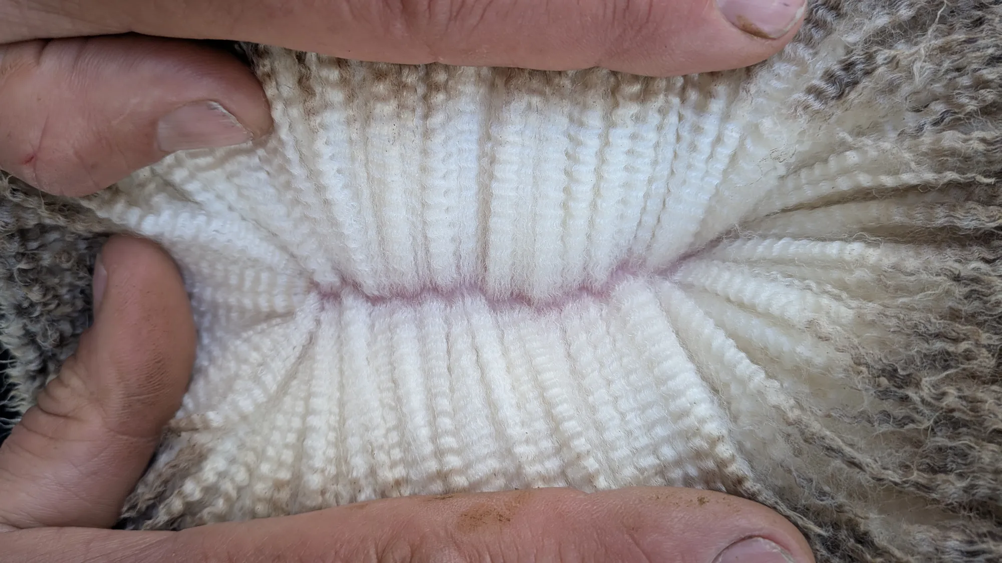 Mumblebone Lot 211, 2026 Ram Sale Merino ram