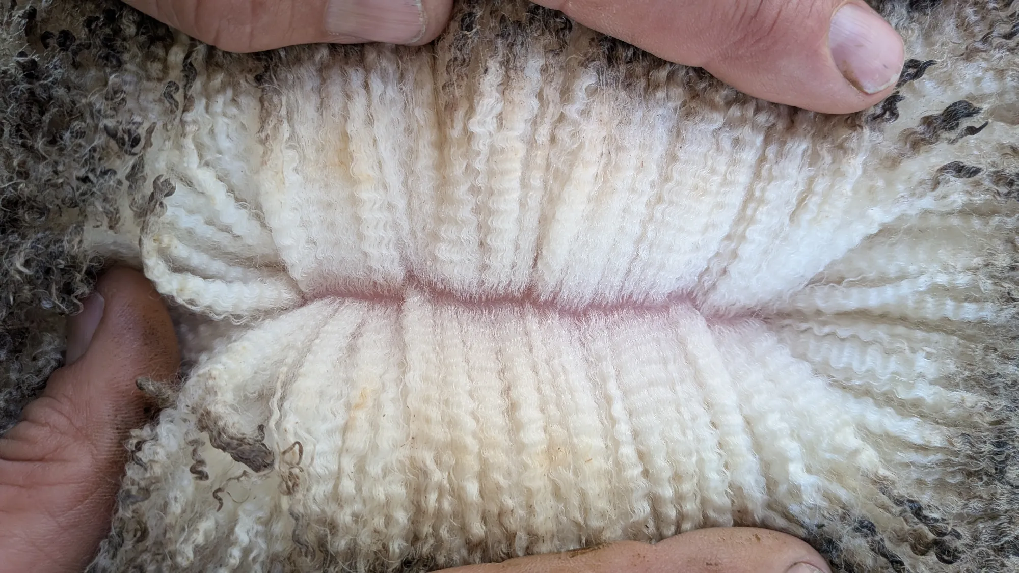 Mumblebone Lot 234, 2026 Ram Sale Merino ram