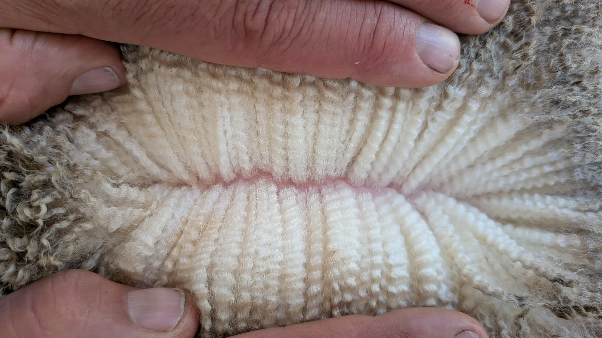 Mumblebone Lot 4, 2026 Ram Sale Merino ram