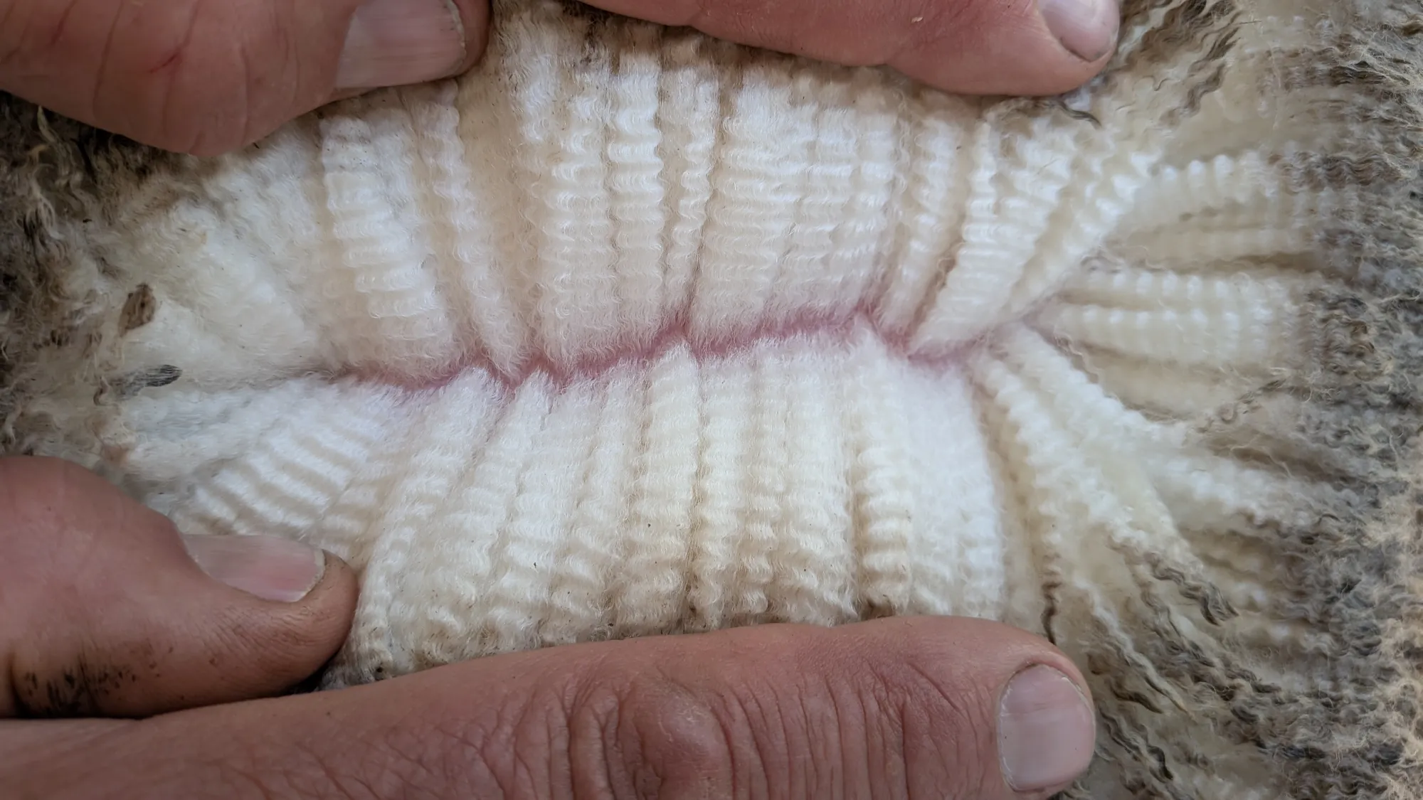 Mumblebone Lot 34, 2026 Ram Sale Merino ram
