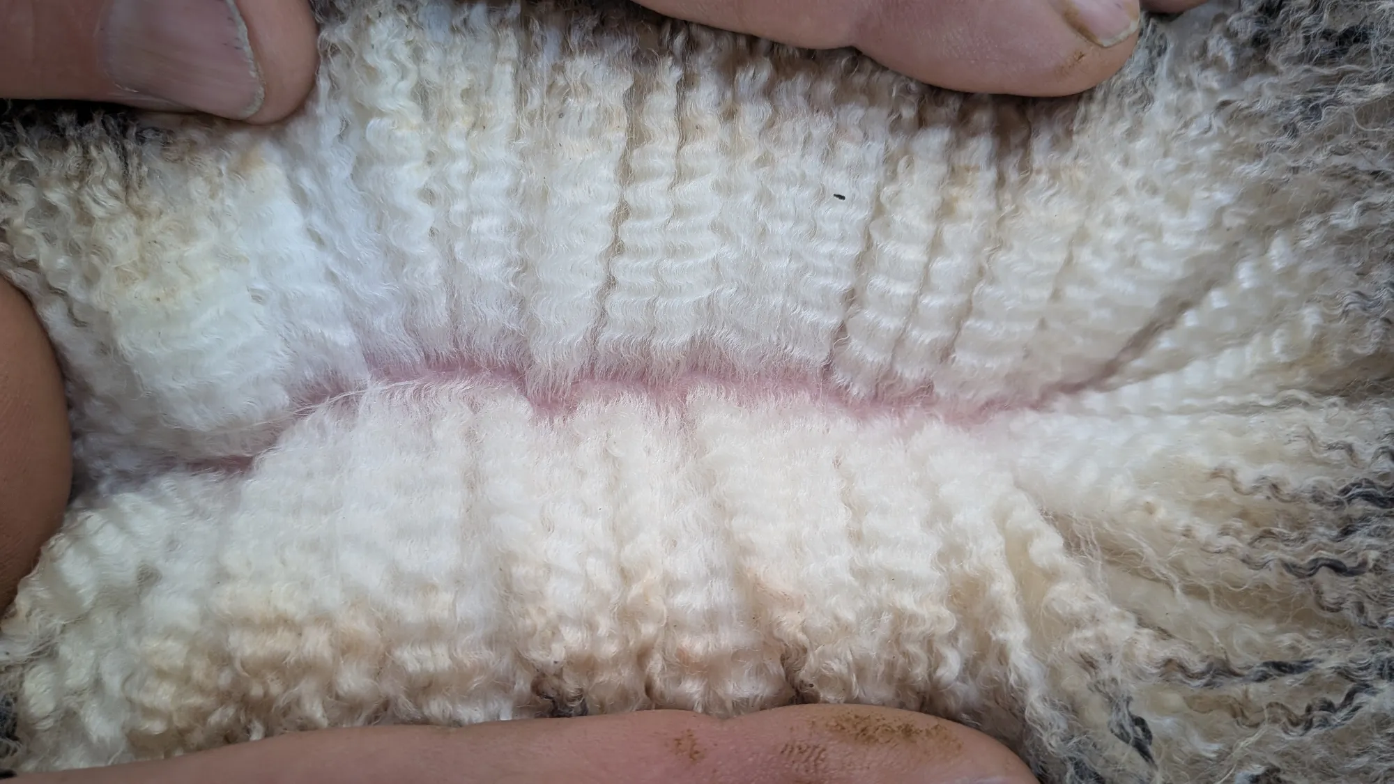 Mumblebone Lot 128, 2026 Ram Sale Merino ram