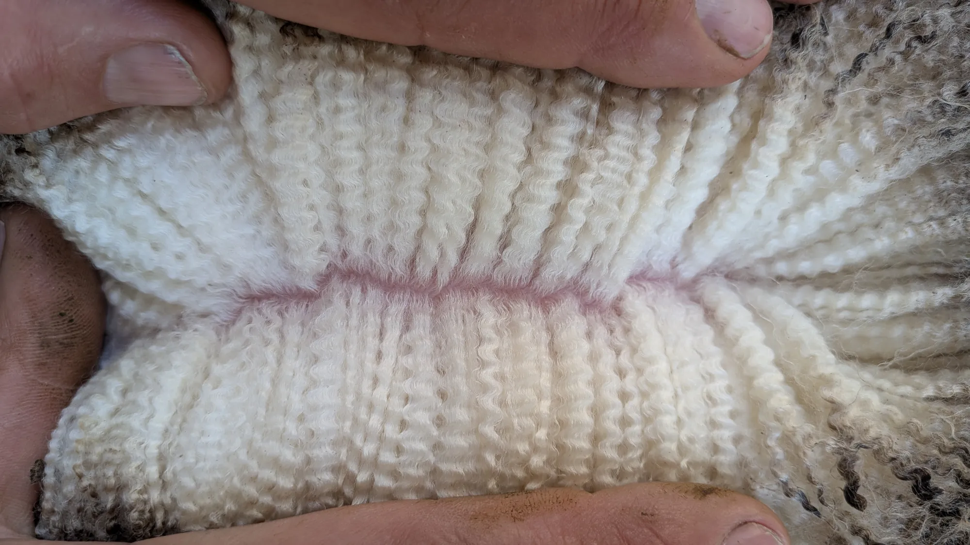 Mumblebone Lot 264, 2026 Ram Sale Merino ram