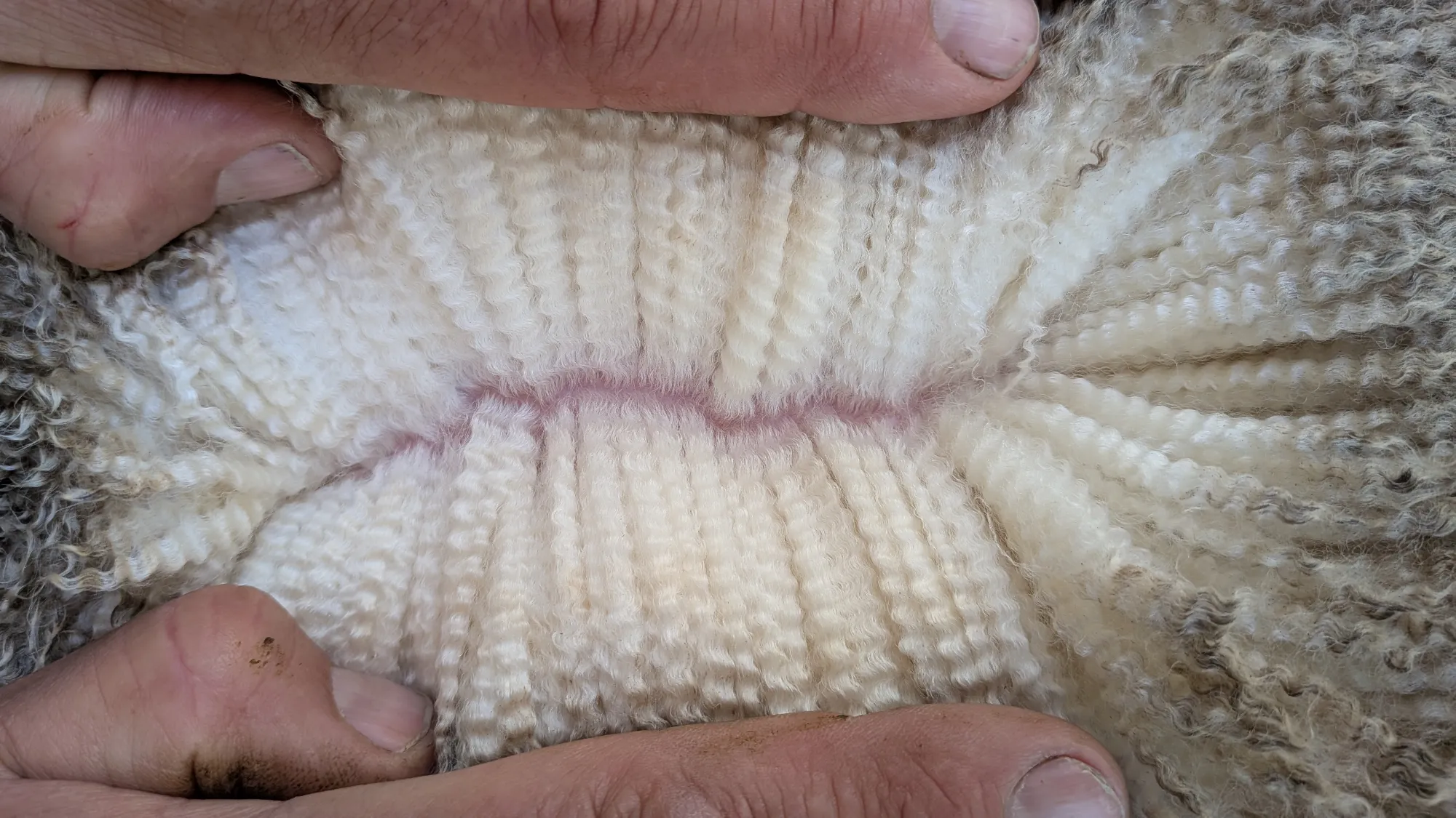 Mumblebone Lot 277, 2026 Ram Sale Merino ram