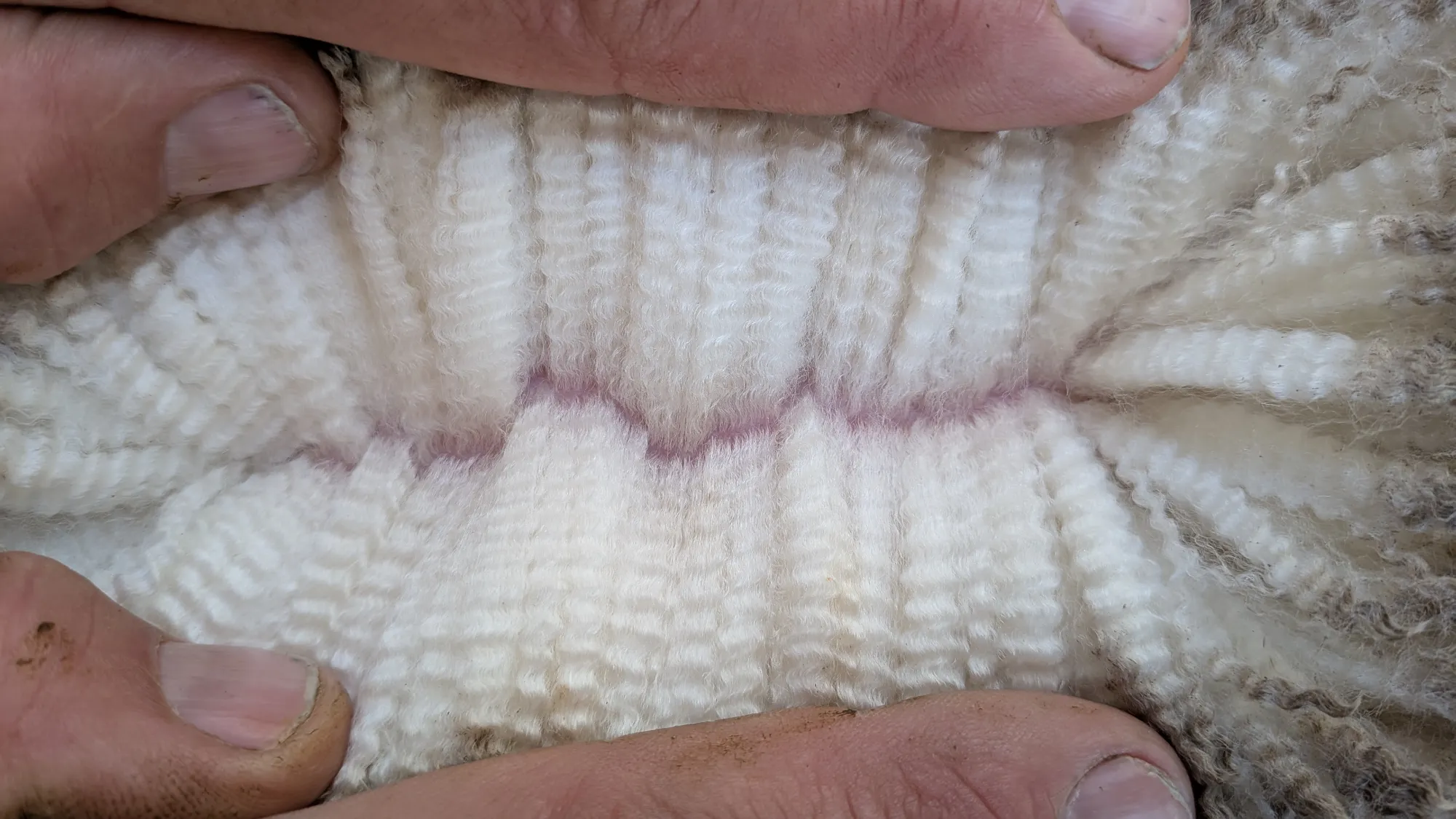 Mumblebone Lot 340, 2026 Ram Sale Merino ram