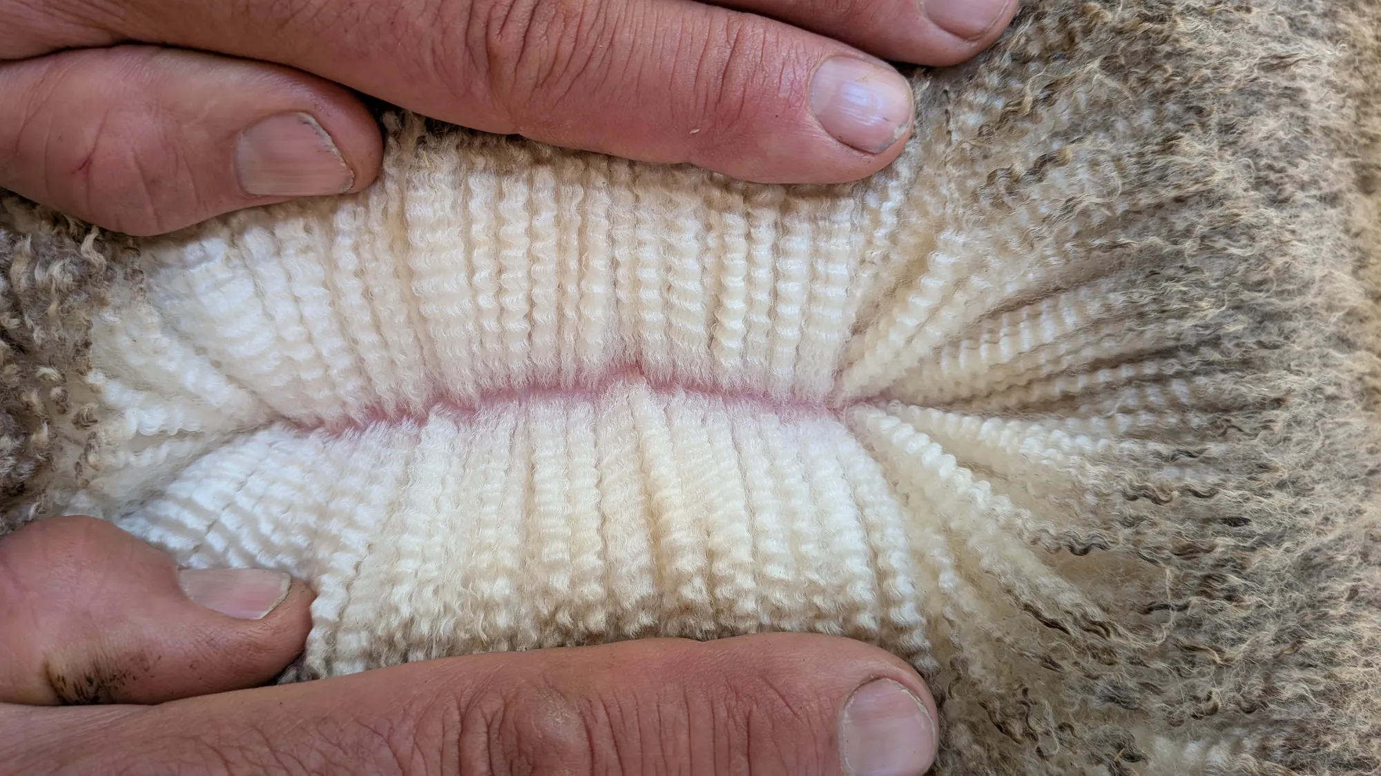 Mumblebone Lot 44, 2026 Ram Sale Merino ram