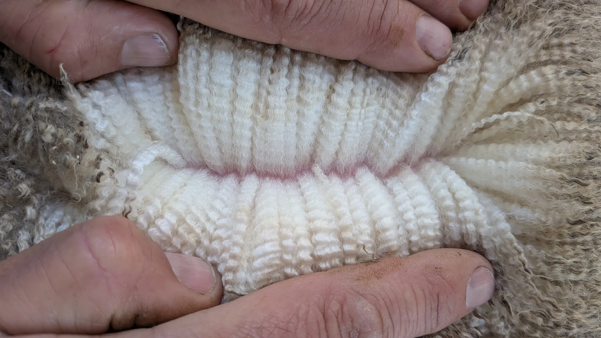 Mumblebone Lot 226, 2026 Ram Sale Merino ram