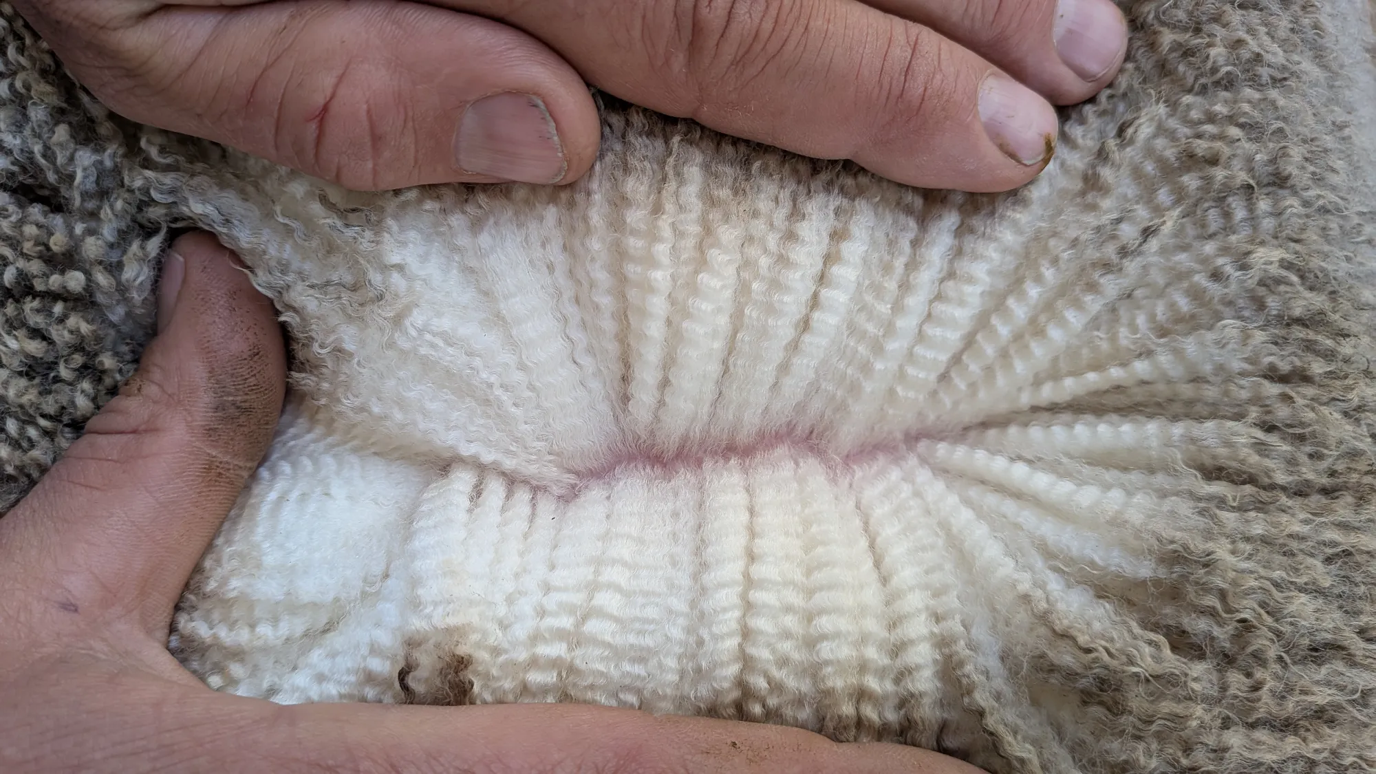Mumblebone Lot 300, 2026 Ram Sale Merino ram