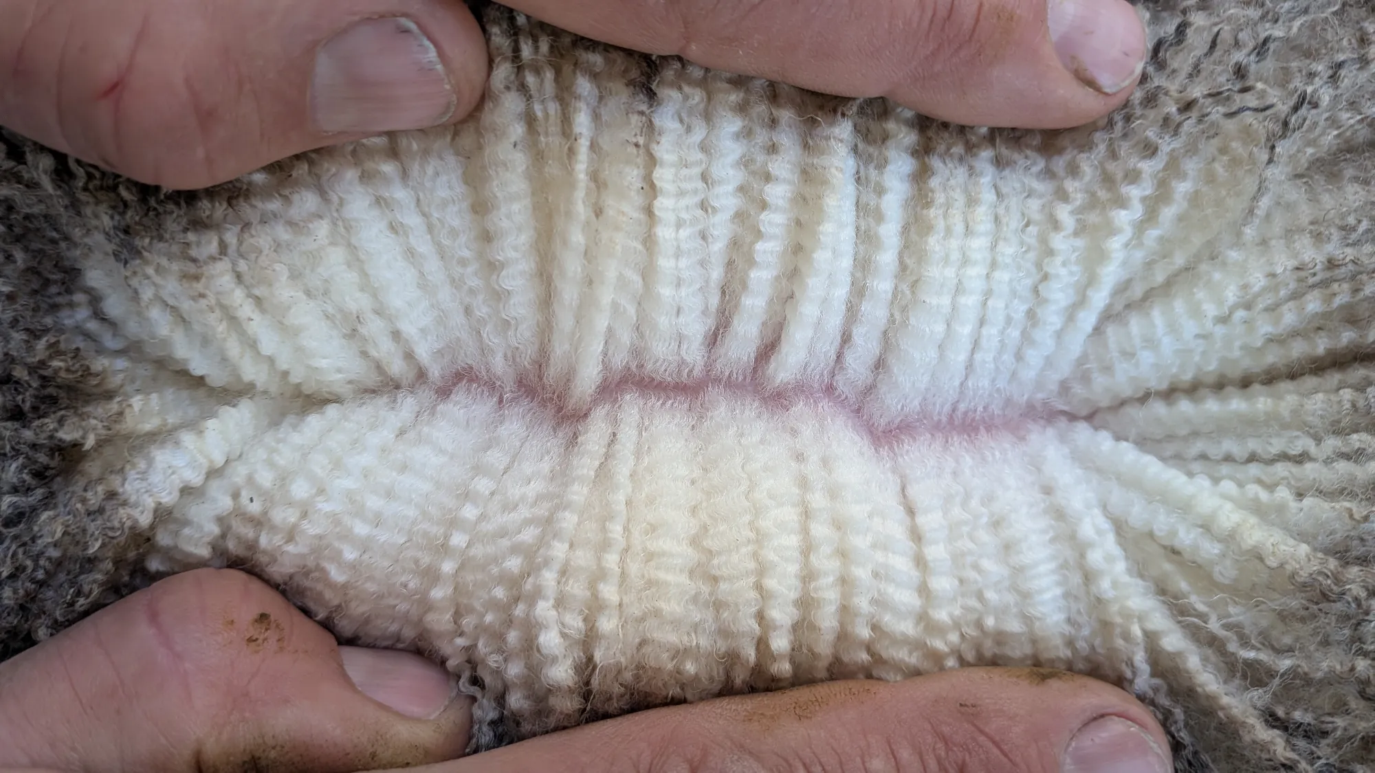 Mumblebone Lot 251, 2026 Ram Sale Merino ram