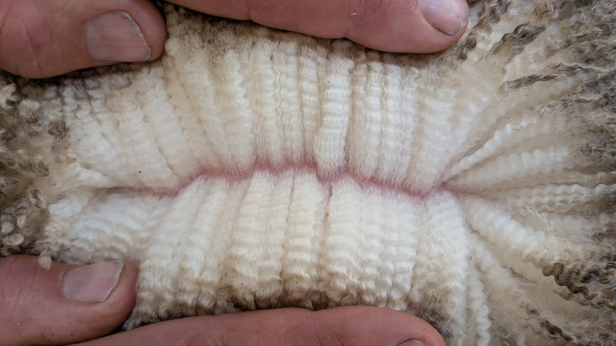 Mumblebone Lot 78, 2026 Ram Sale Merino ram