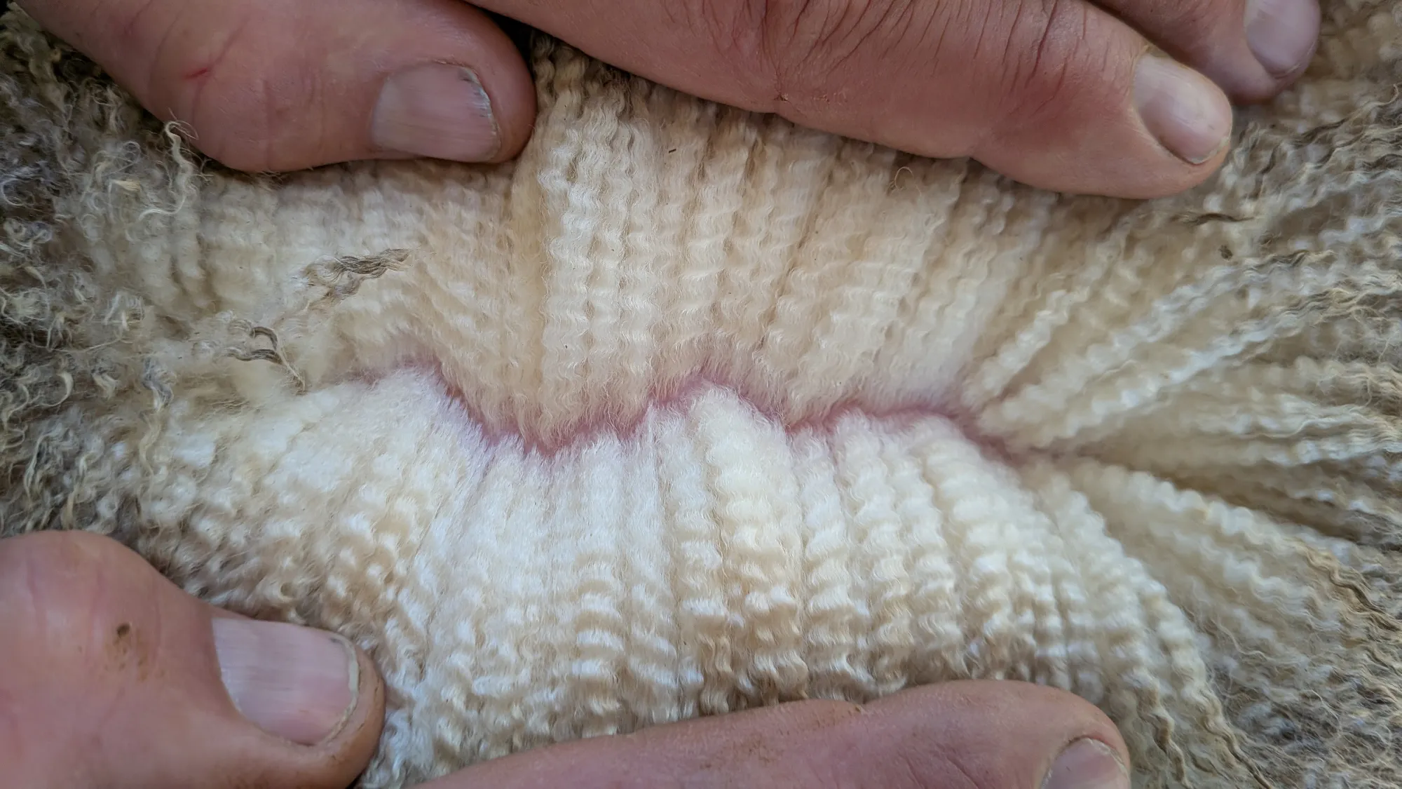 Mumblebone Lot 50, 2026 Ram Sale Merino ram