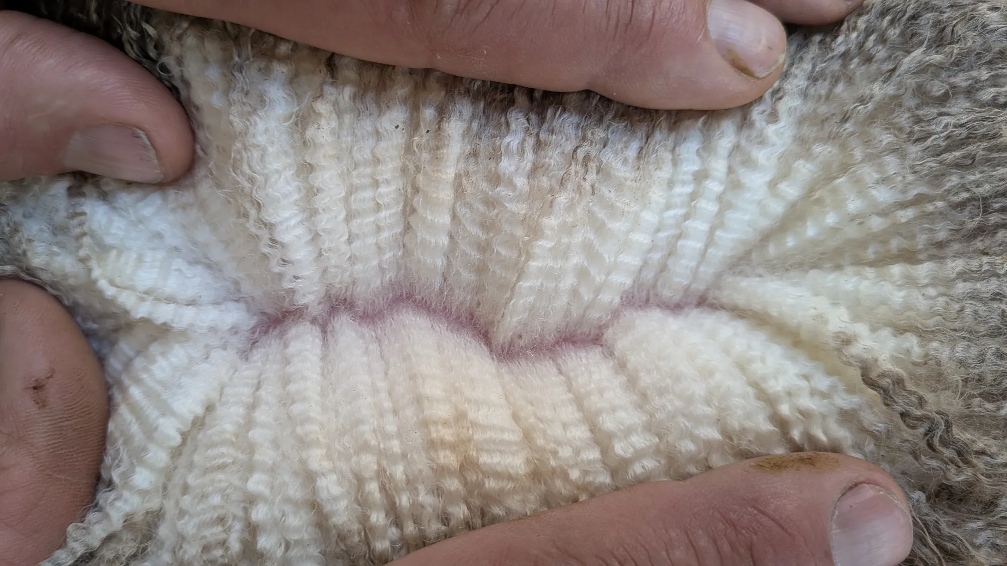 Mumblebone Lot 131, 2026 Ram Sale Merino ram