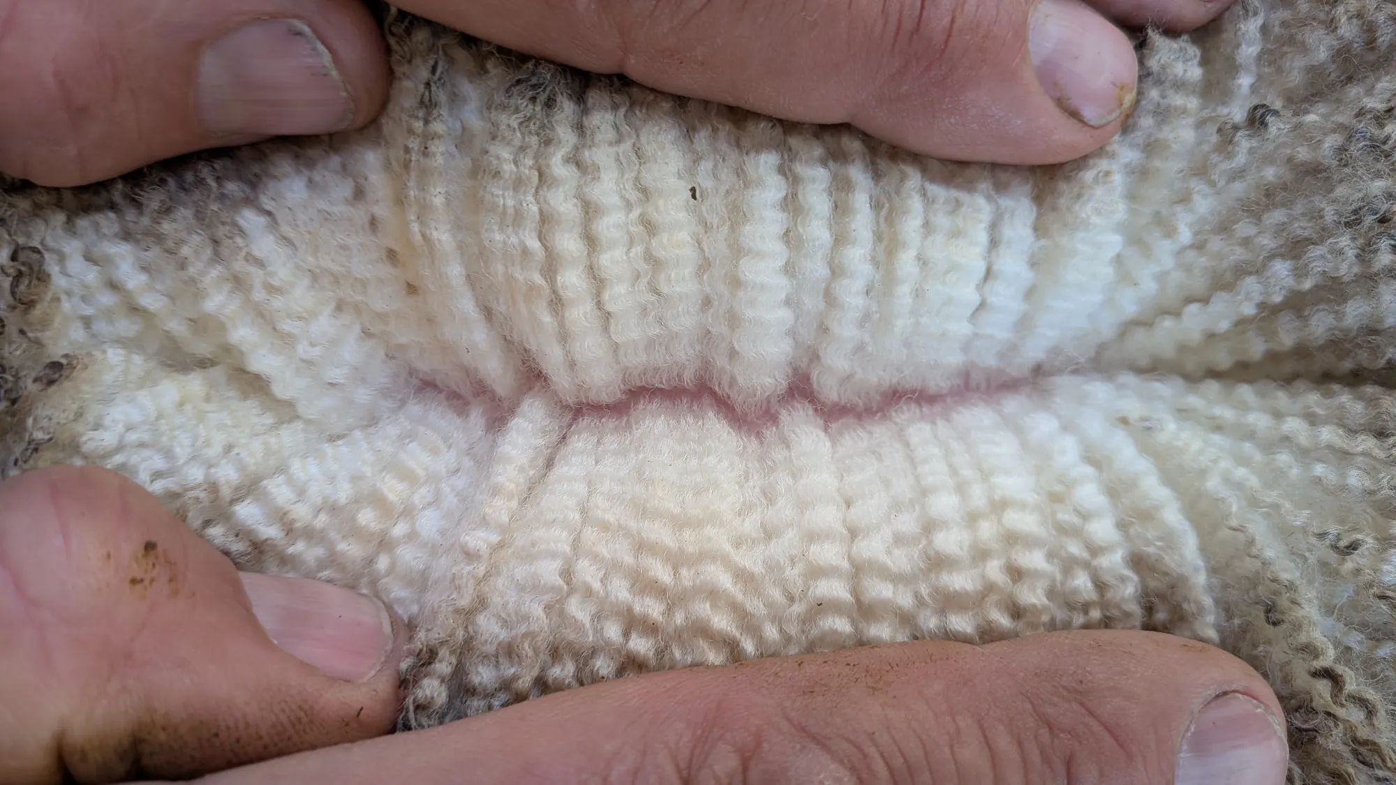 Mumblebone Lot 308, 2026 Ram Sale Merino ram