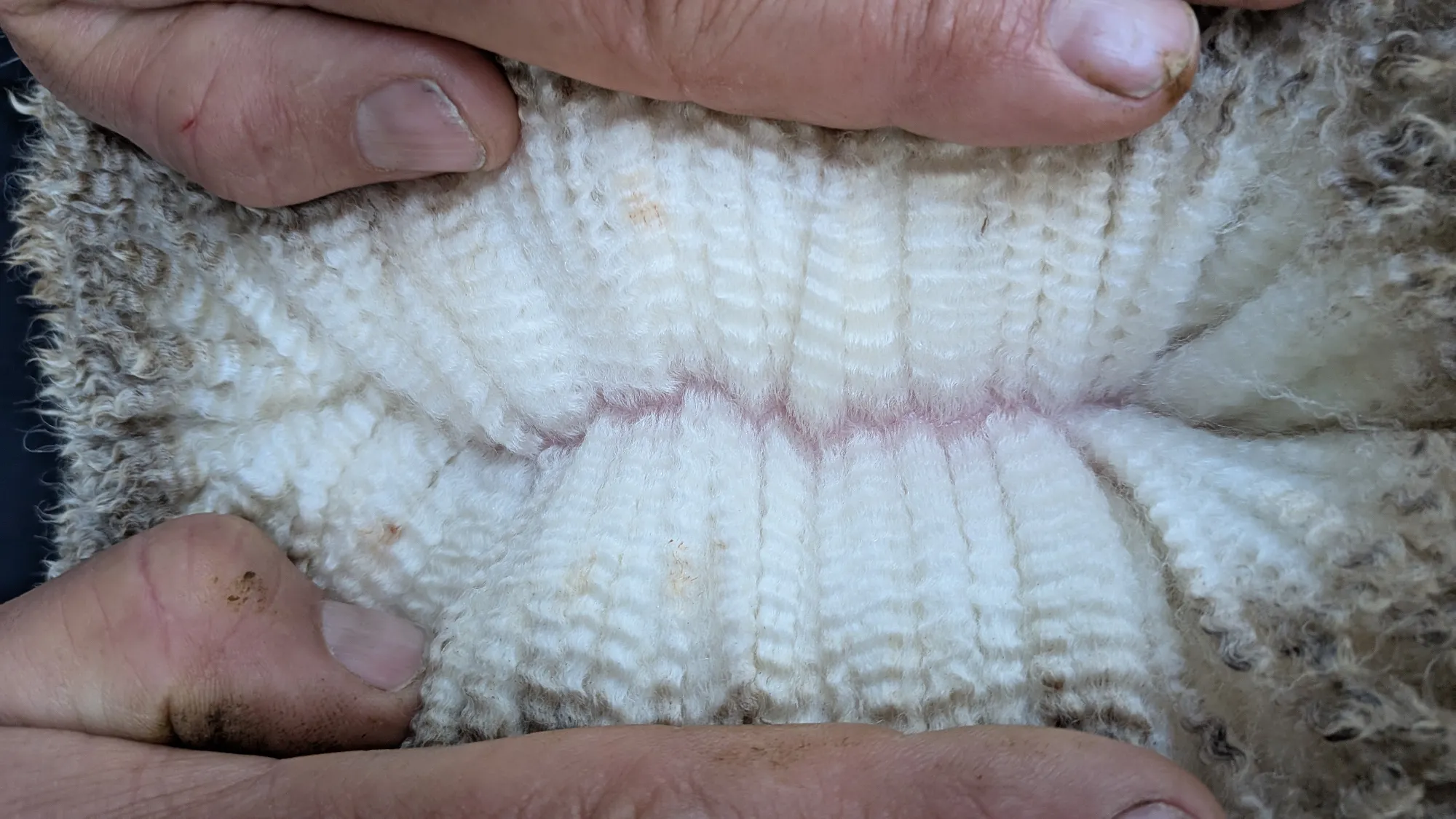 Mumblebone Lot 228, 2026 Ram Sale Merino ram
