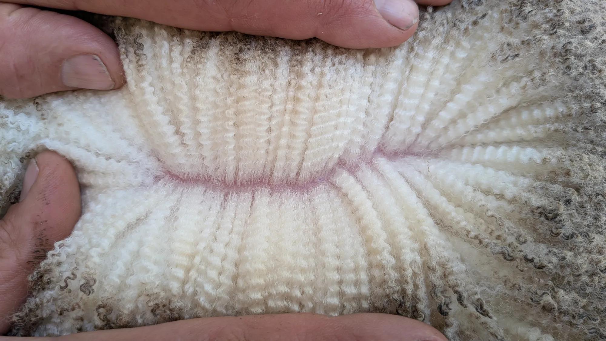 Mumblebone Lot 77, 2026 Ram Sale Merino ram