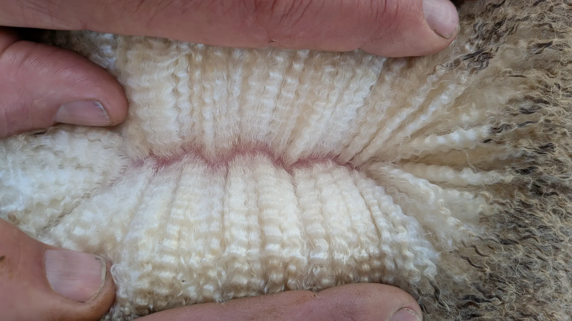 Mumblebone Lot 87, 2026 Ram Sale Merino ram