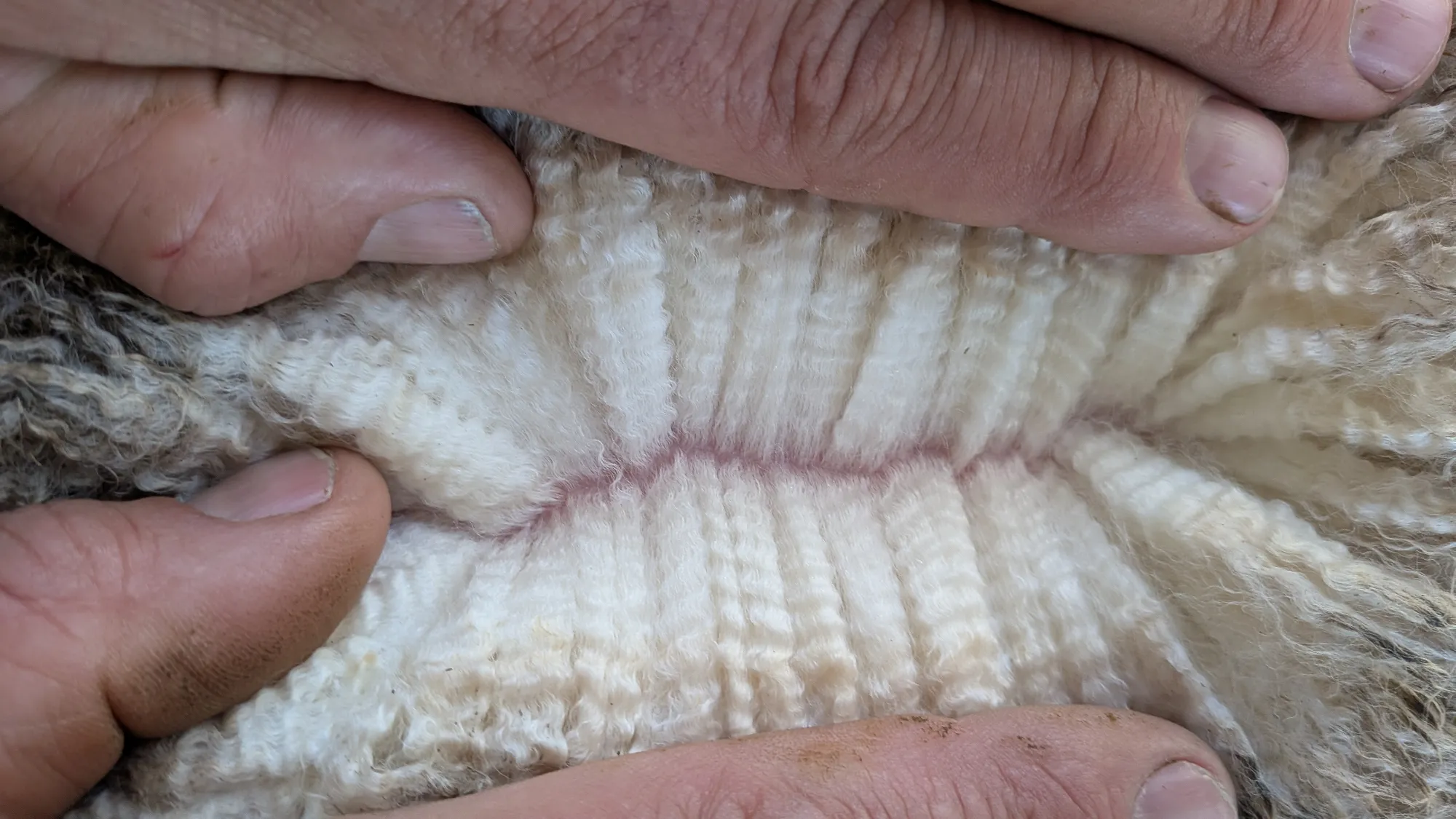 Mumblebone Lot 279, 2026 Ram Sale Merino ram