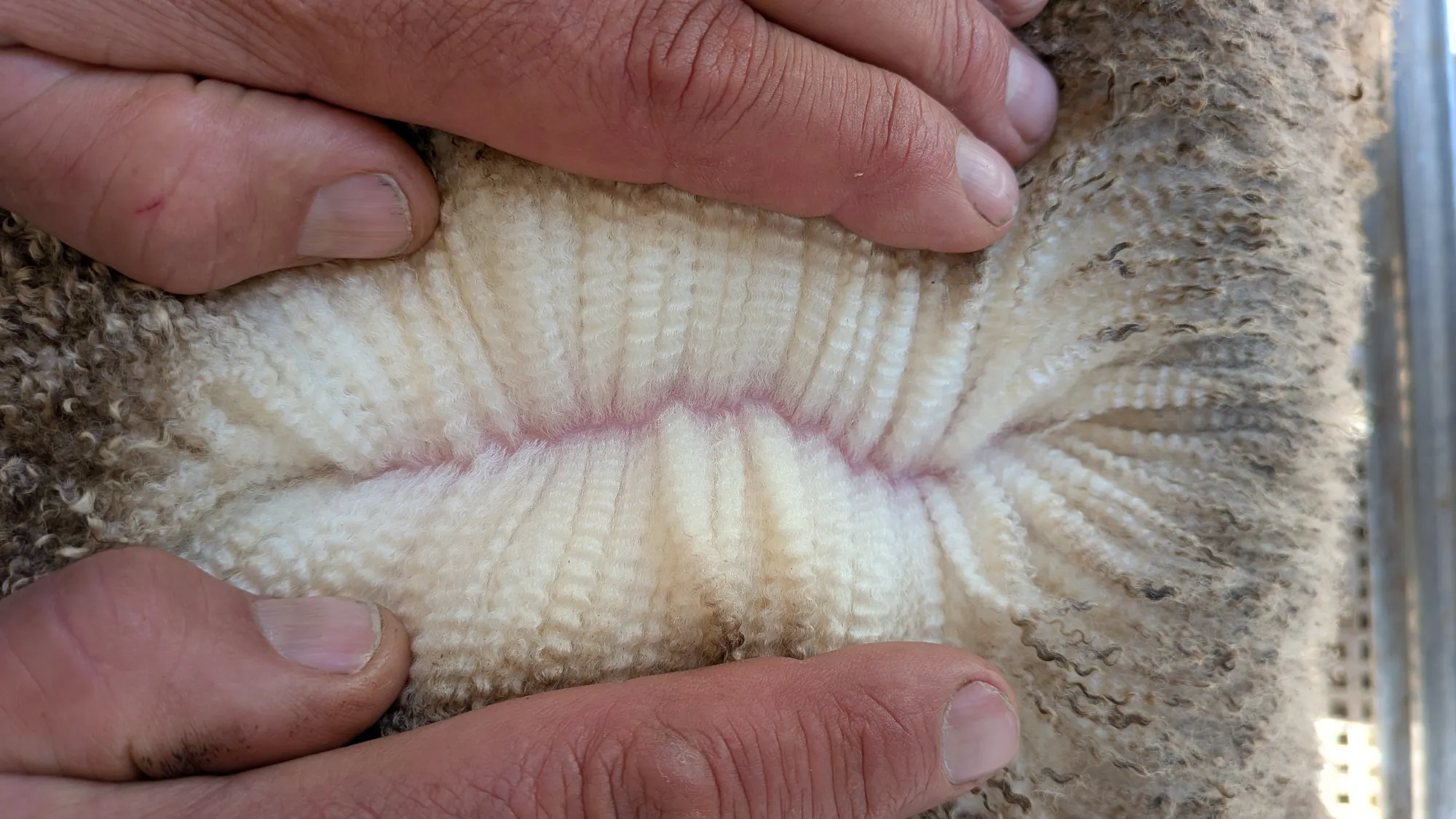 Mumblebone Lot 83, 2026 Ram Sale Merino ram