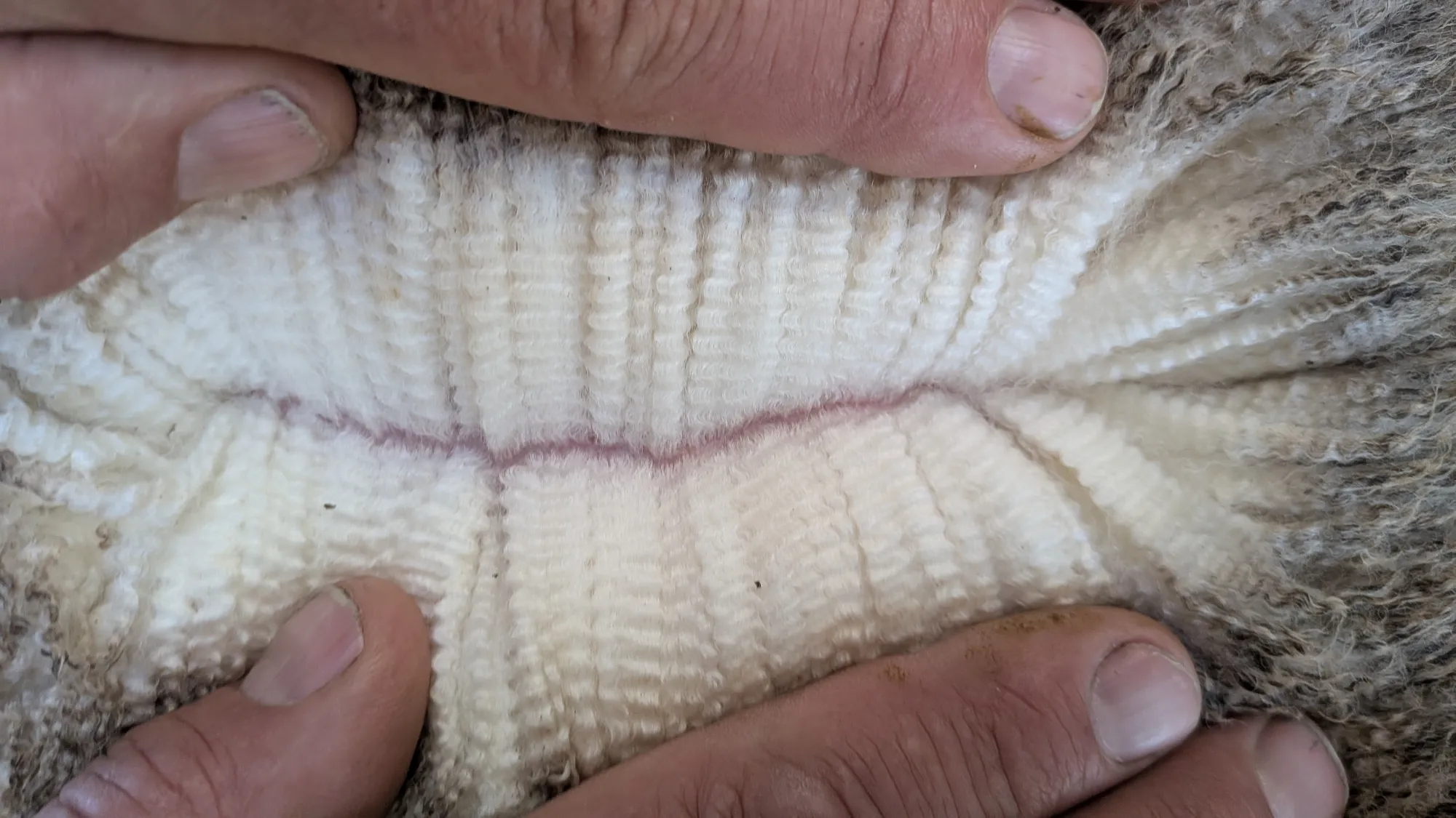 Mumblebone Lot 145, 2026 Ram Sale Merino ram