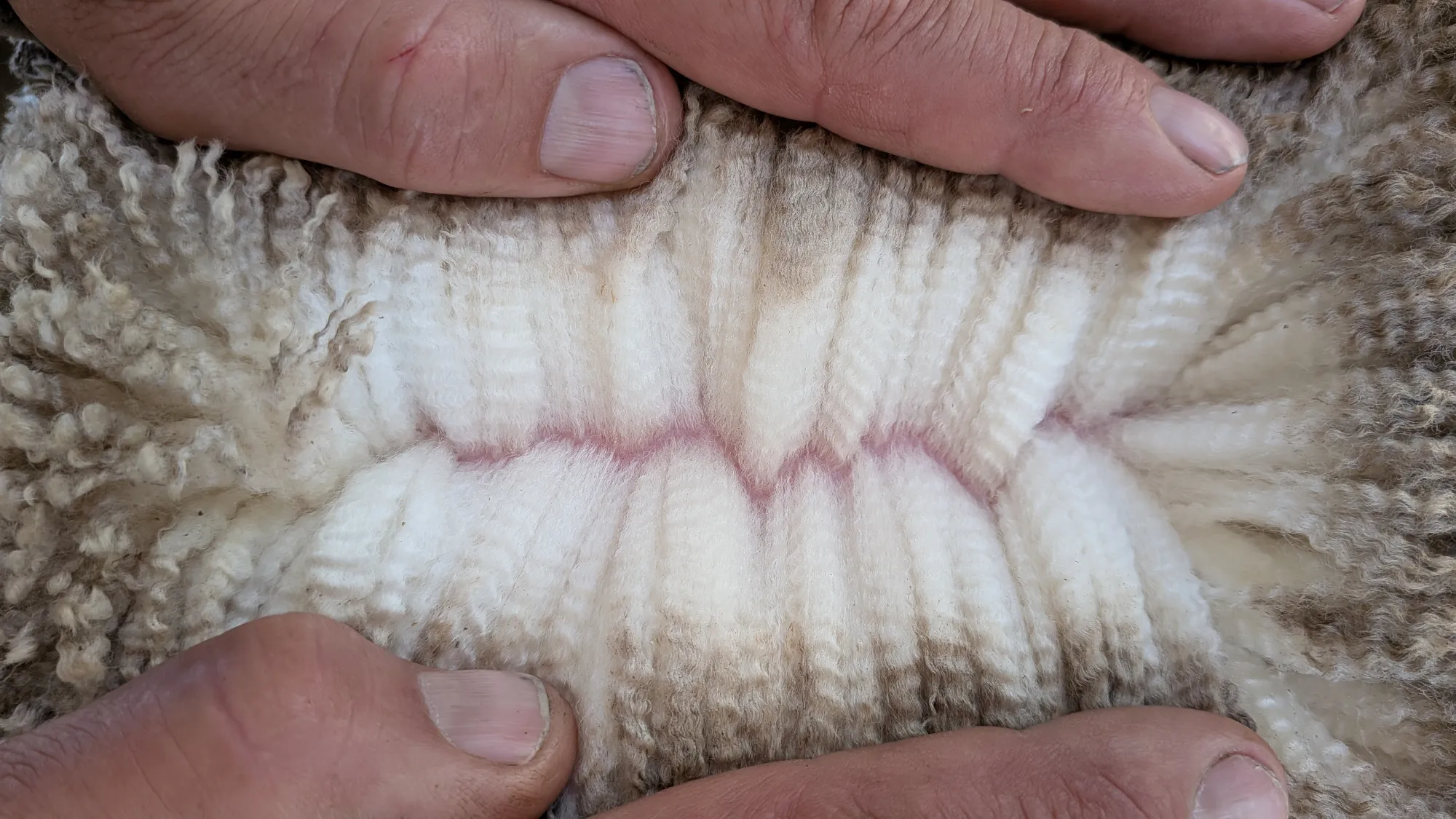 Mumblebone Lot 6, 2026 Ram Sale Merino ram