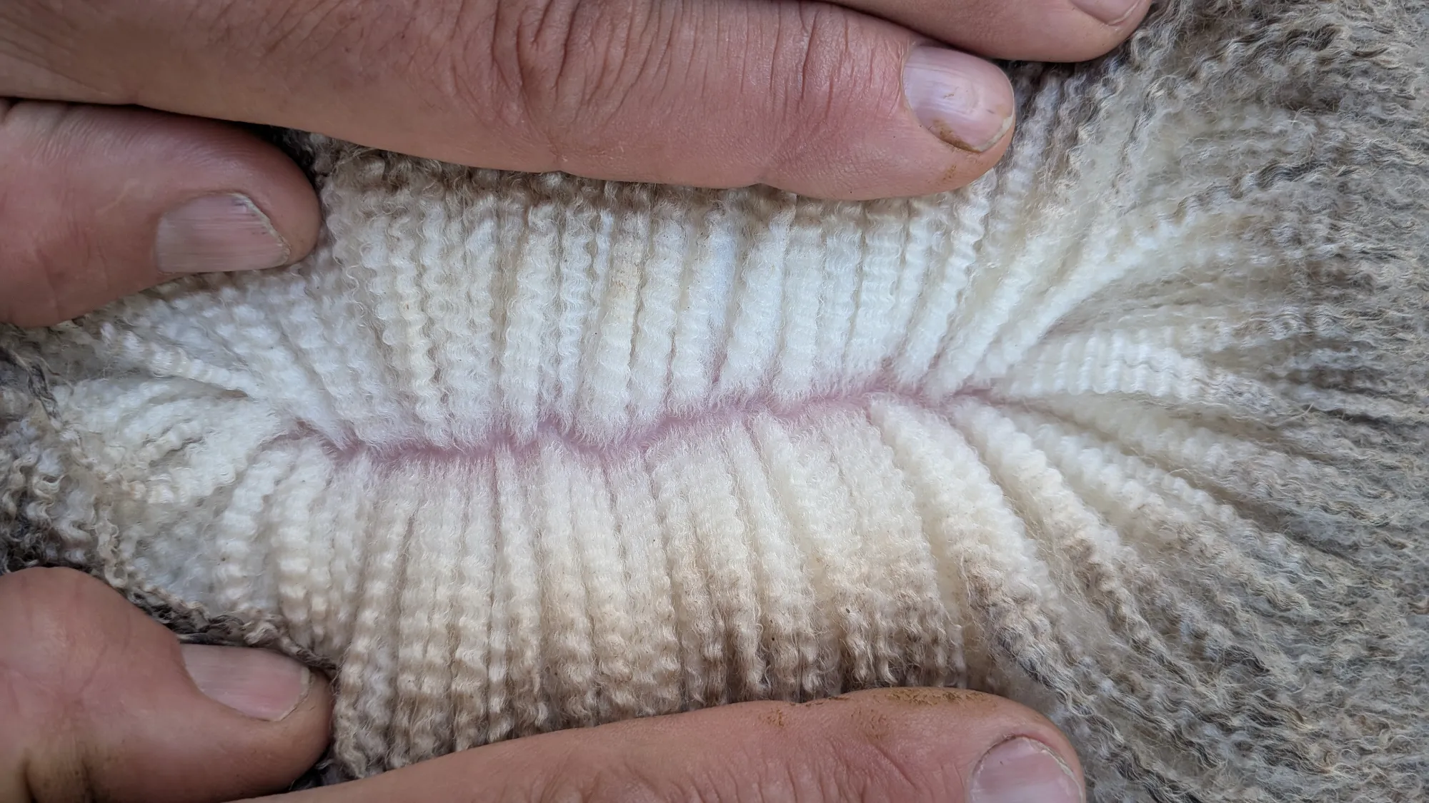 Mumblebone Lot 133, 2026 Ram Sale Merino ram