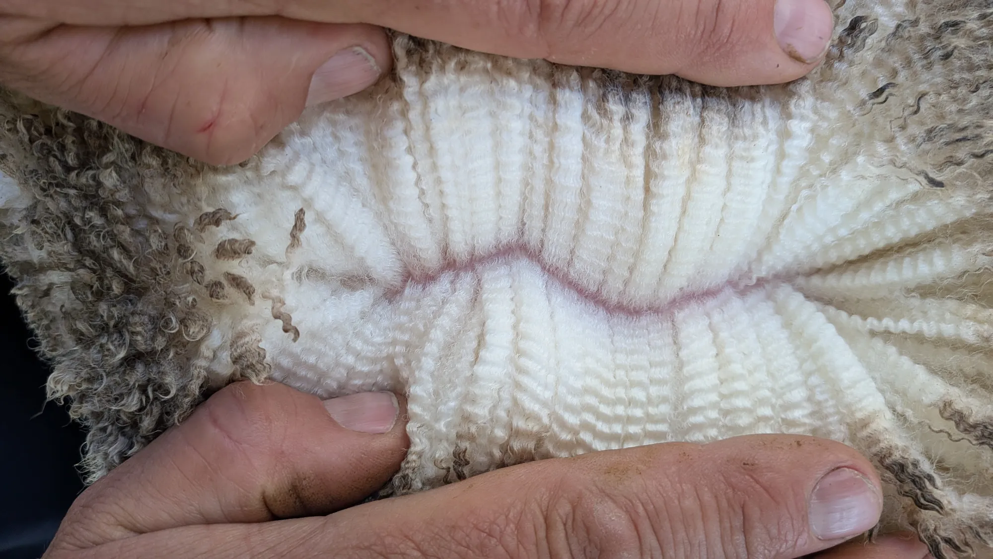 Mumblebone Lot 203, 2026 Ram Sale Merino ram