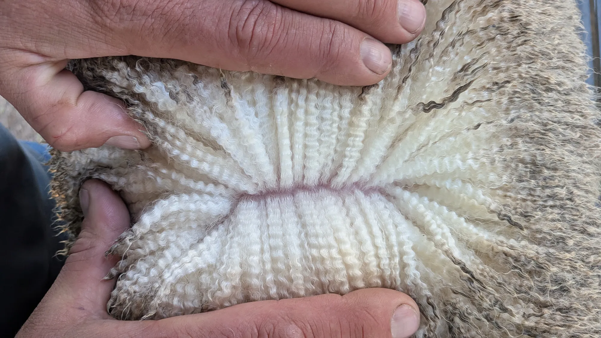Mumblebone Lot 143, 2026 Ram Sale Merino ram