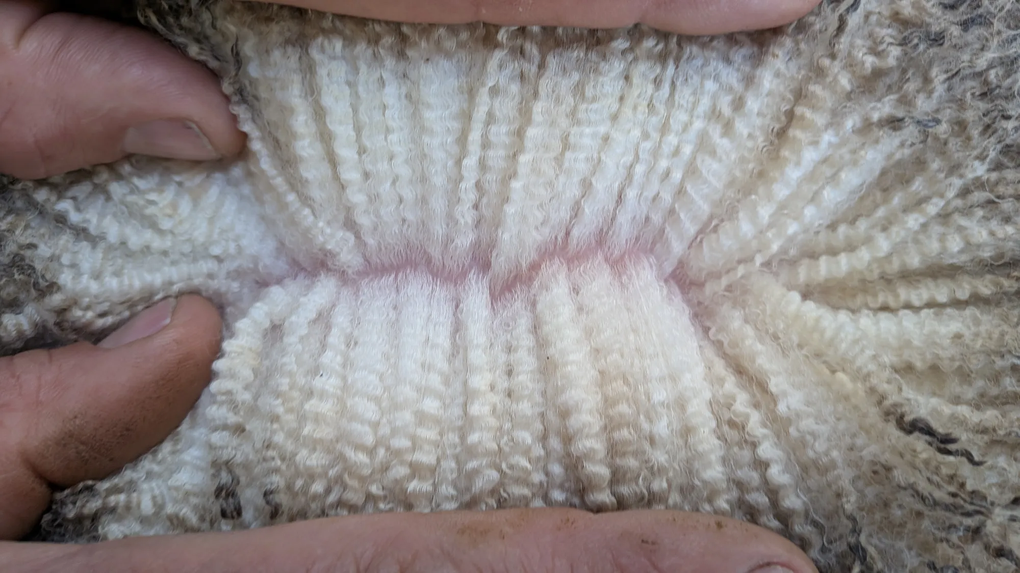 Mumblebone Lot 181, 2026 Ram Sale Merino ram