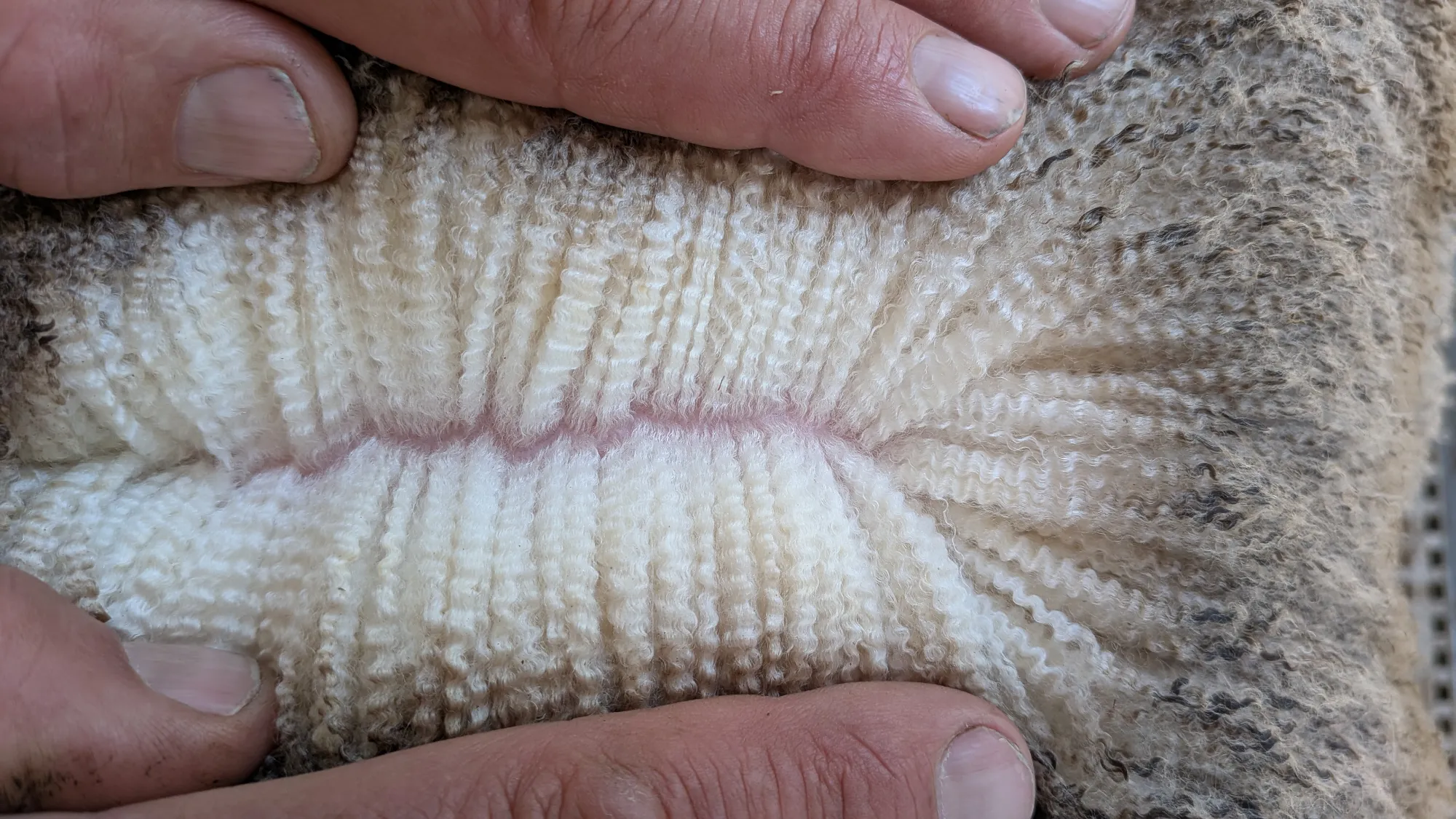 Mumblebone Lot 47, 2026 Ram Sale Merino ram