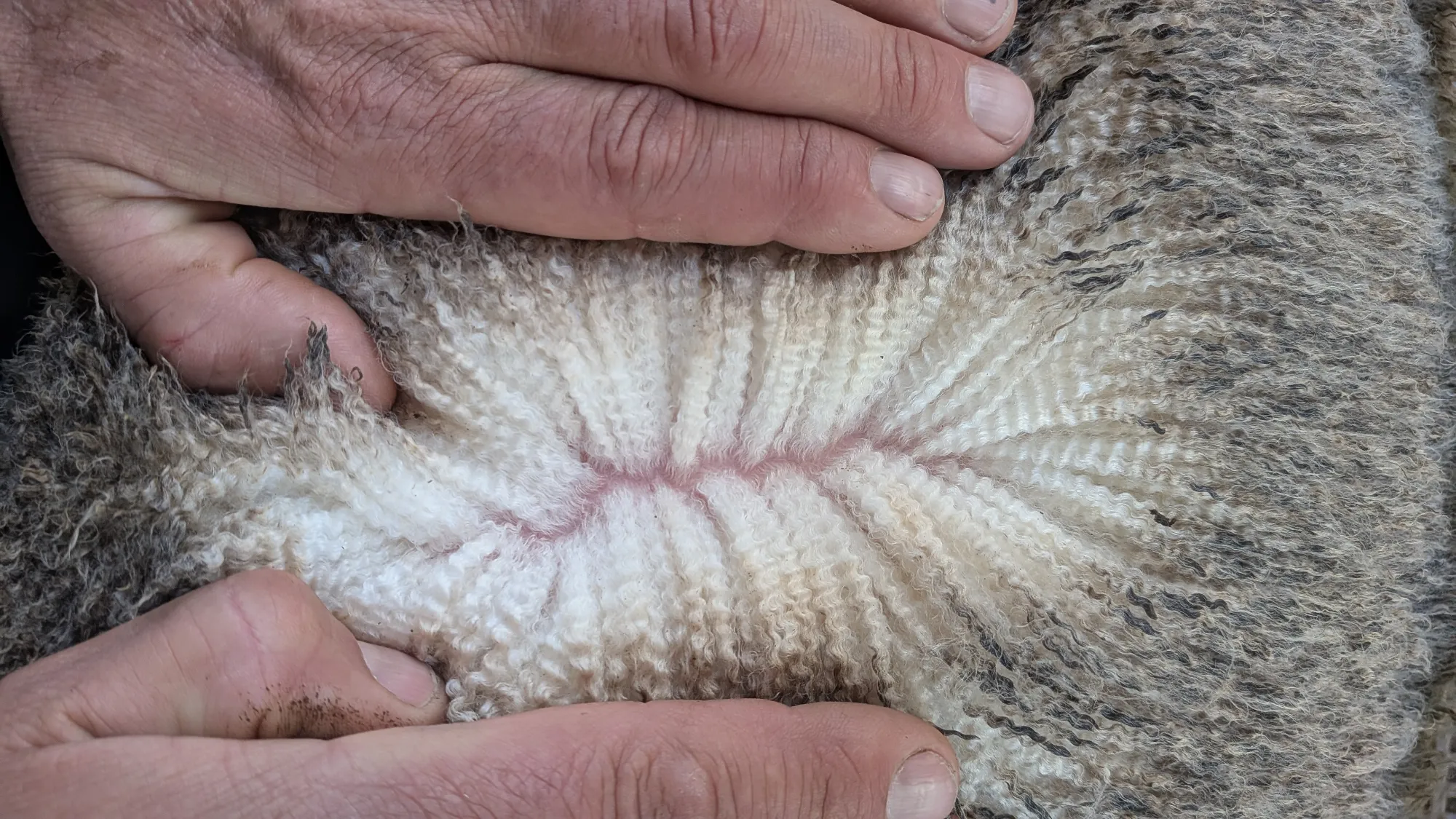 Mumblebone Lot 176, 2026 Ram Sale Merino ram