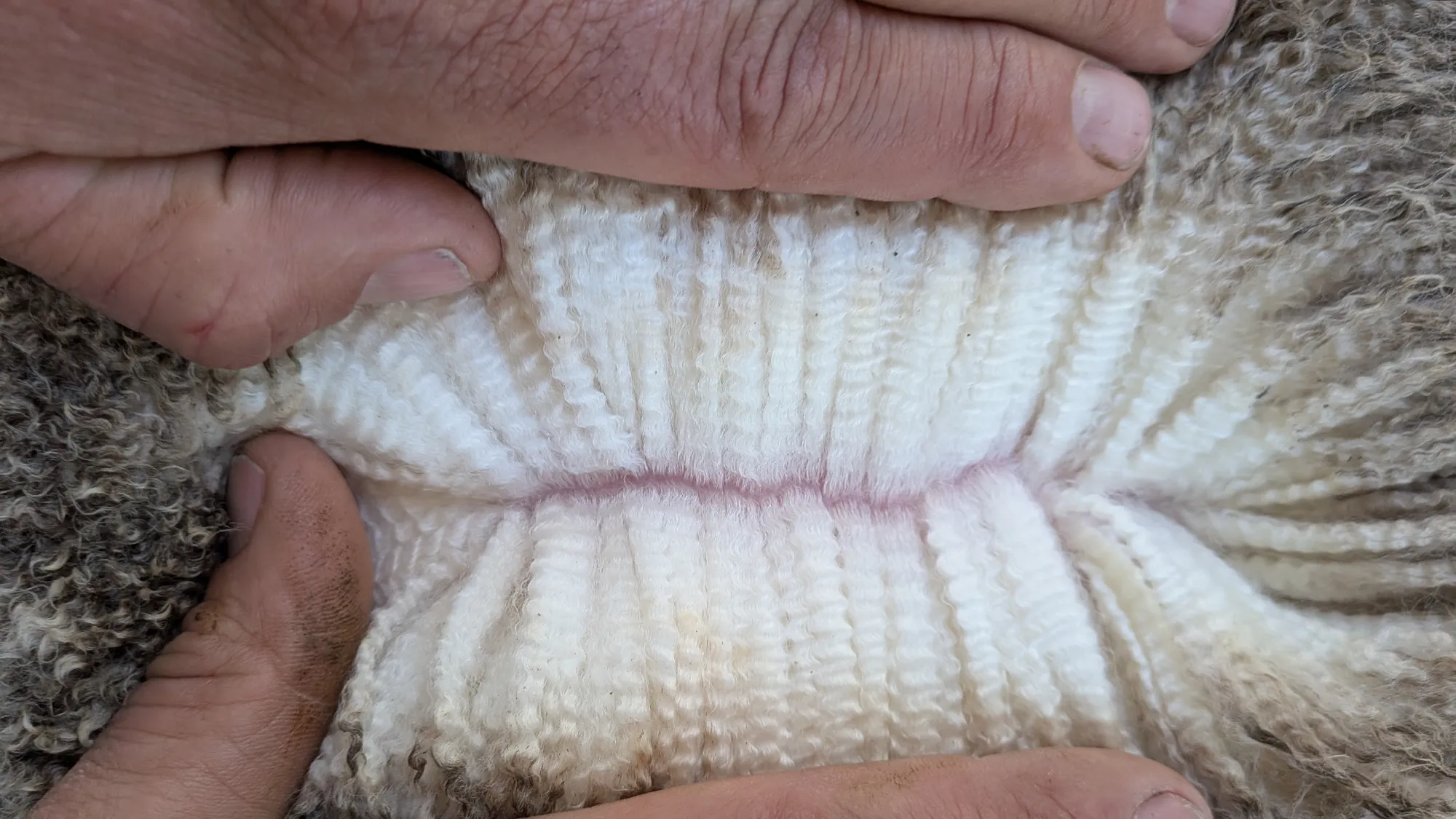 Mumblebone Lot 332, 2026 Ram Sale Merino ram