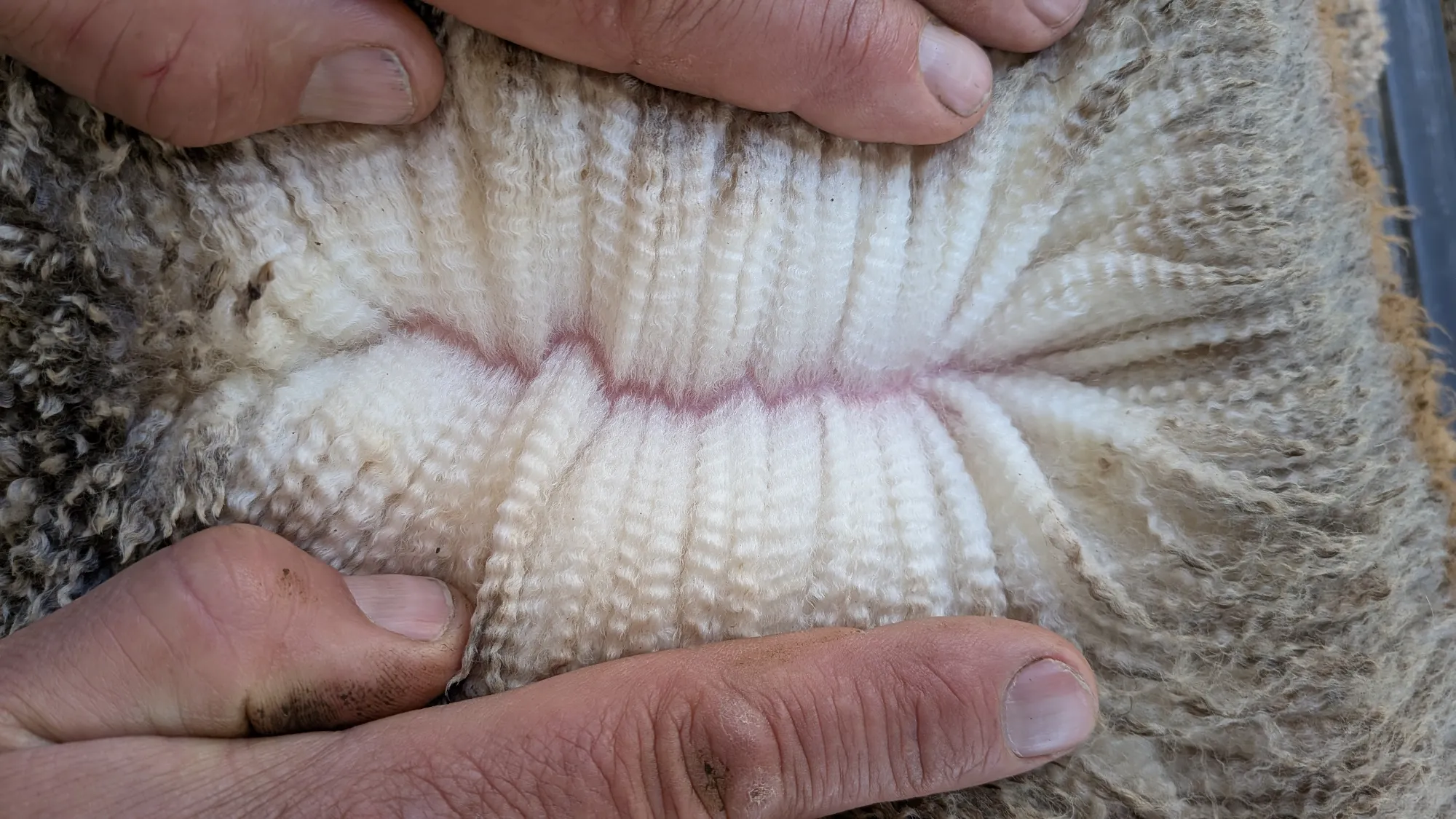 Mumblebone Lot 89, 2026 Ram Sale Merino ram