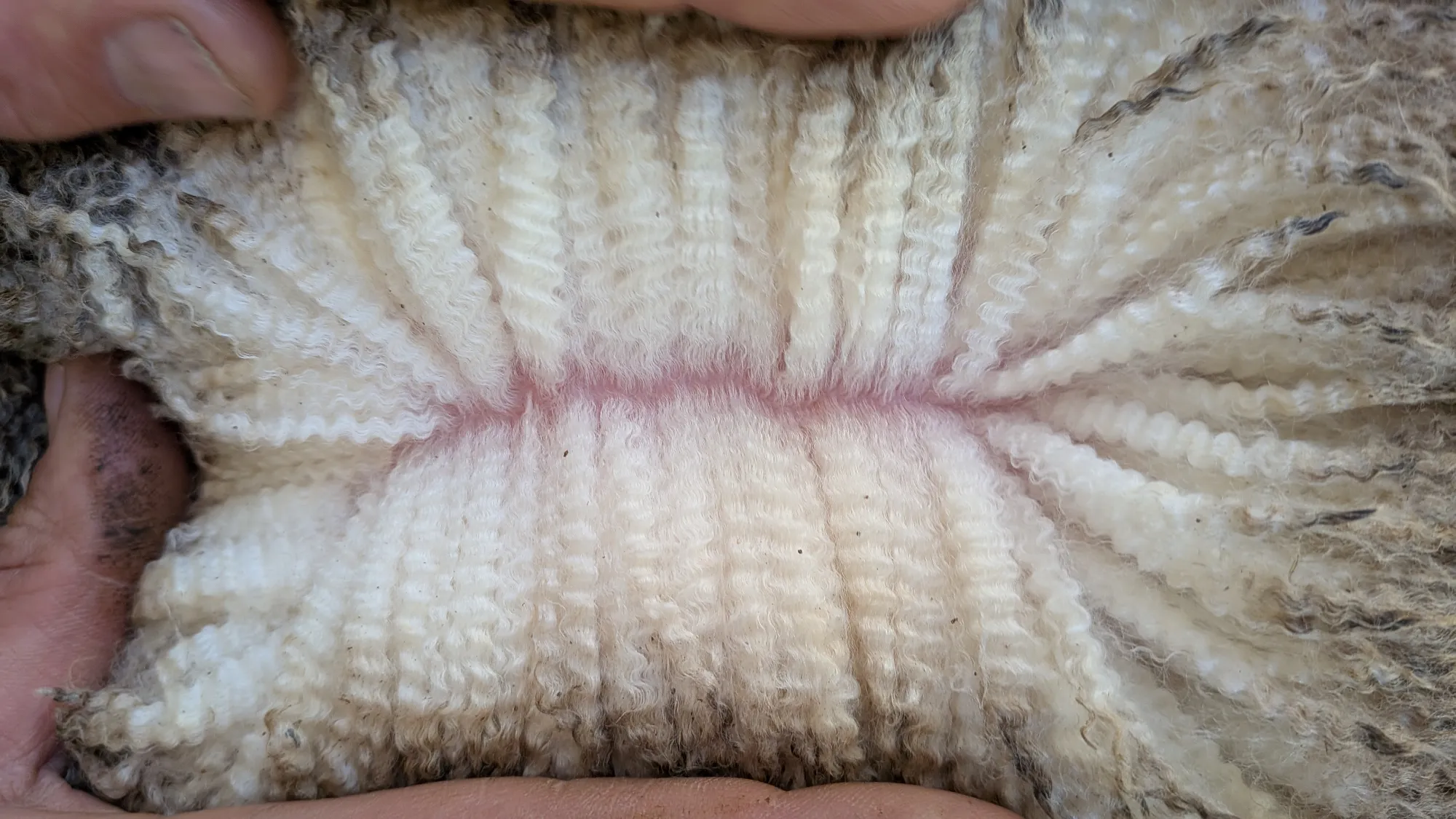 Mumblebone Lot 28, 2026 Ram Sale Merino ram