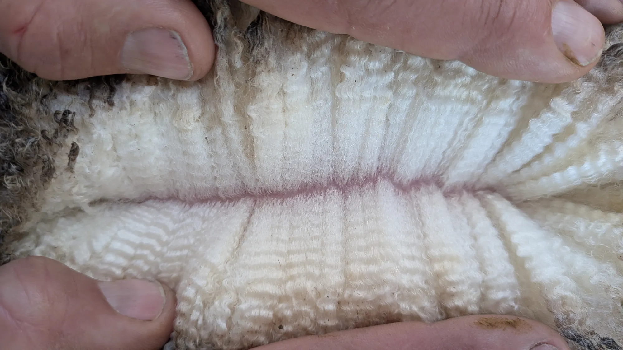 Mumblebone Lot 163, 2026 Ram Sale Merino ram