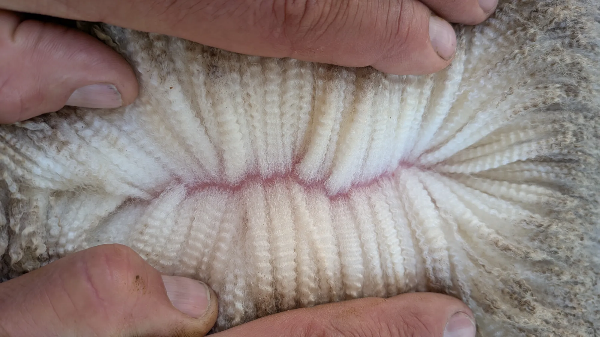 Mumblebone Lot 100, 2026 Ram Sale Merino ram
